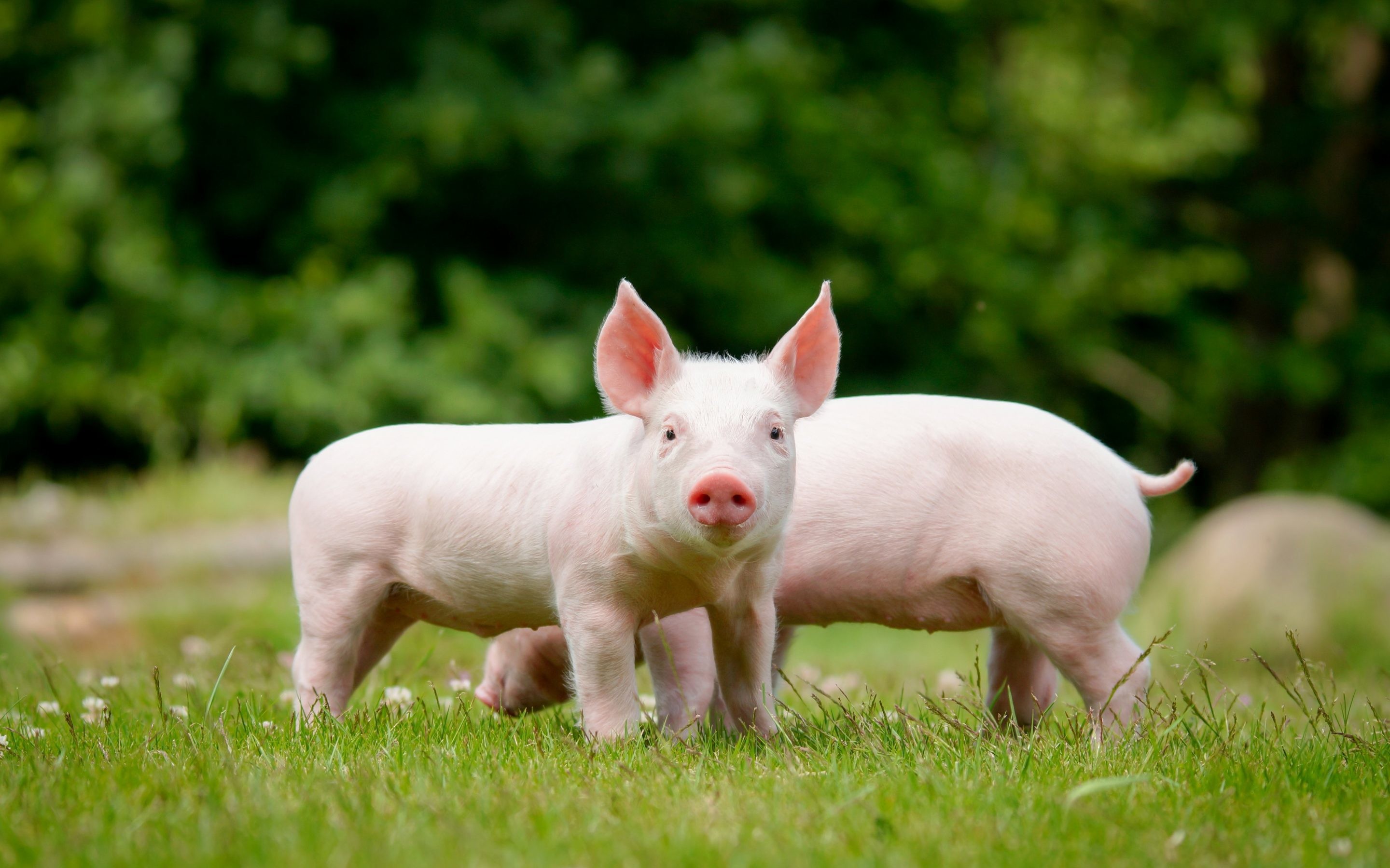 2880x1800, Piglets, Lawn, Small Pigs, Farm, Pigs, Funny - Pig Hd , HD Wallpaper & Backgrounds