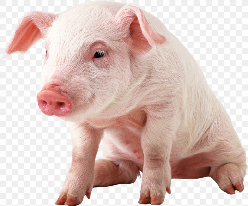 Baby Pig Png , HD Wallpaper & Backgrounds