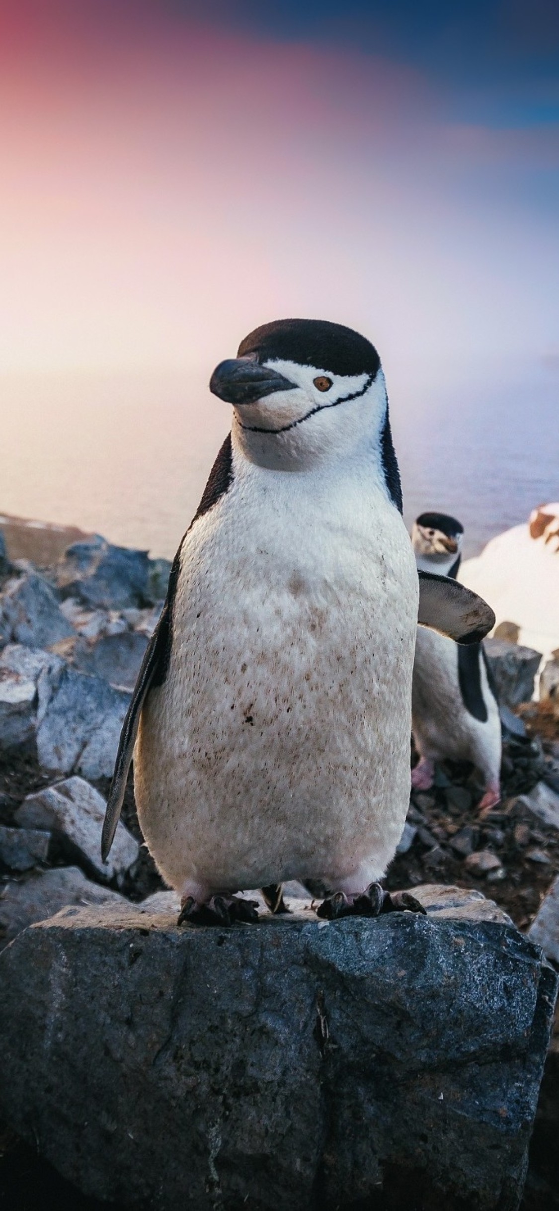 Penguin 4k , HD Wallpaper & Backgrounds