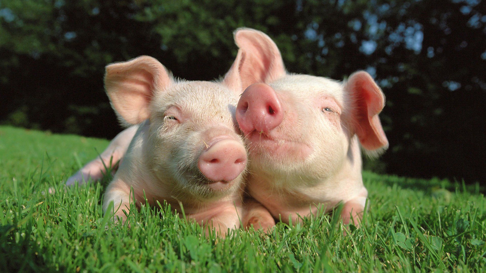 Pigs Background , HD Wallpaper & Backgrounds