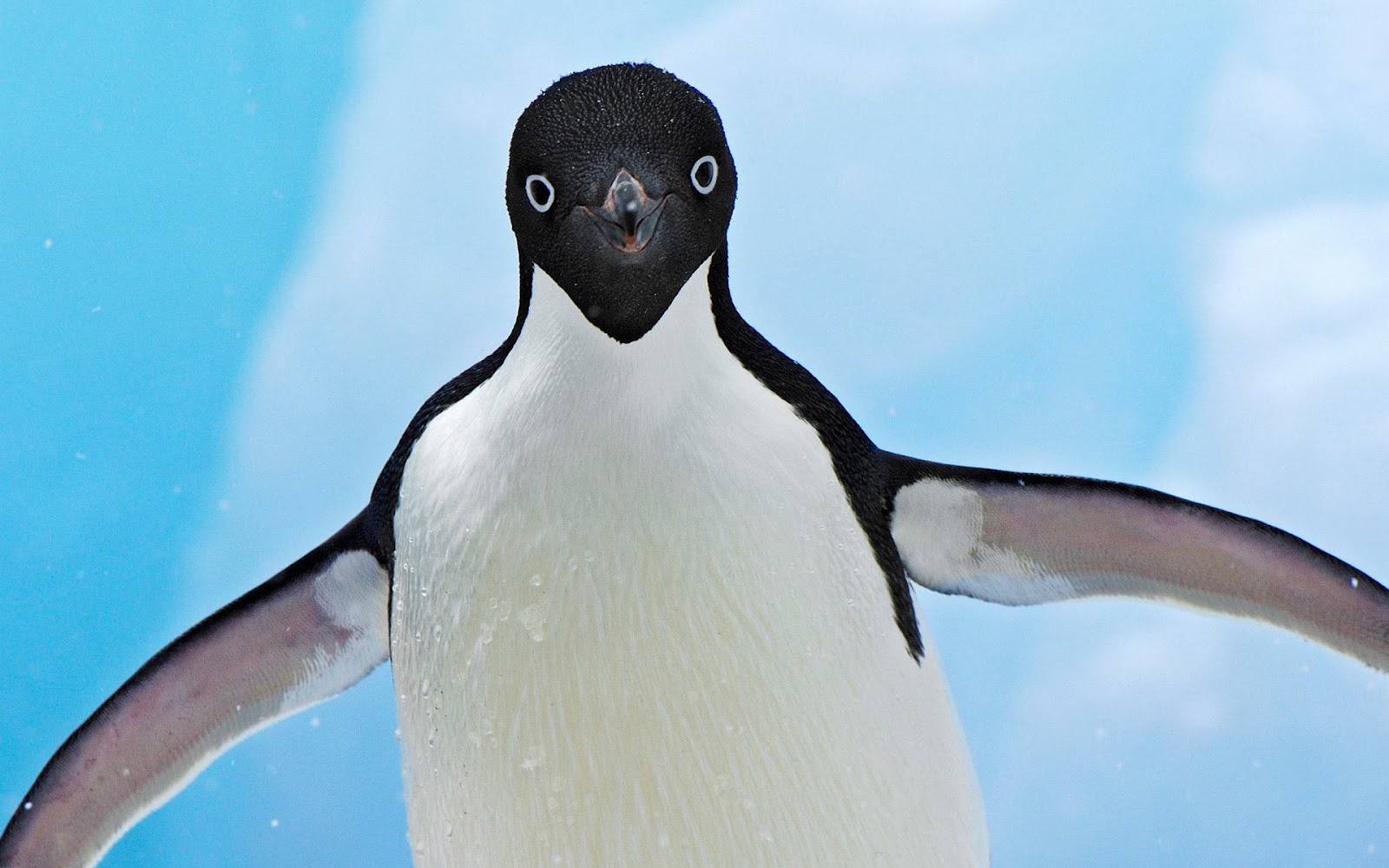 Penguin Looking Into Camera , HD Wallpaper & Backgrounds