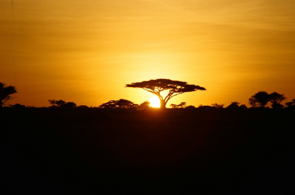African Sunrise Wallpaper African Sunrise - African Sunrise , HD Wallpaper & Backgrounds