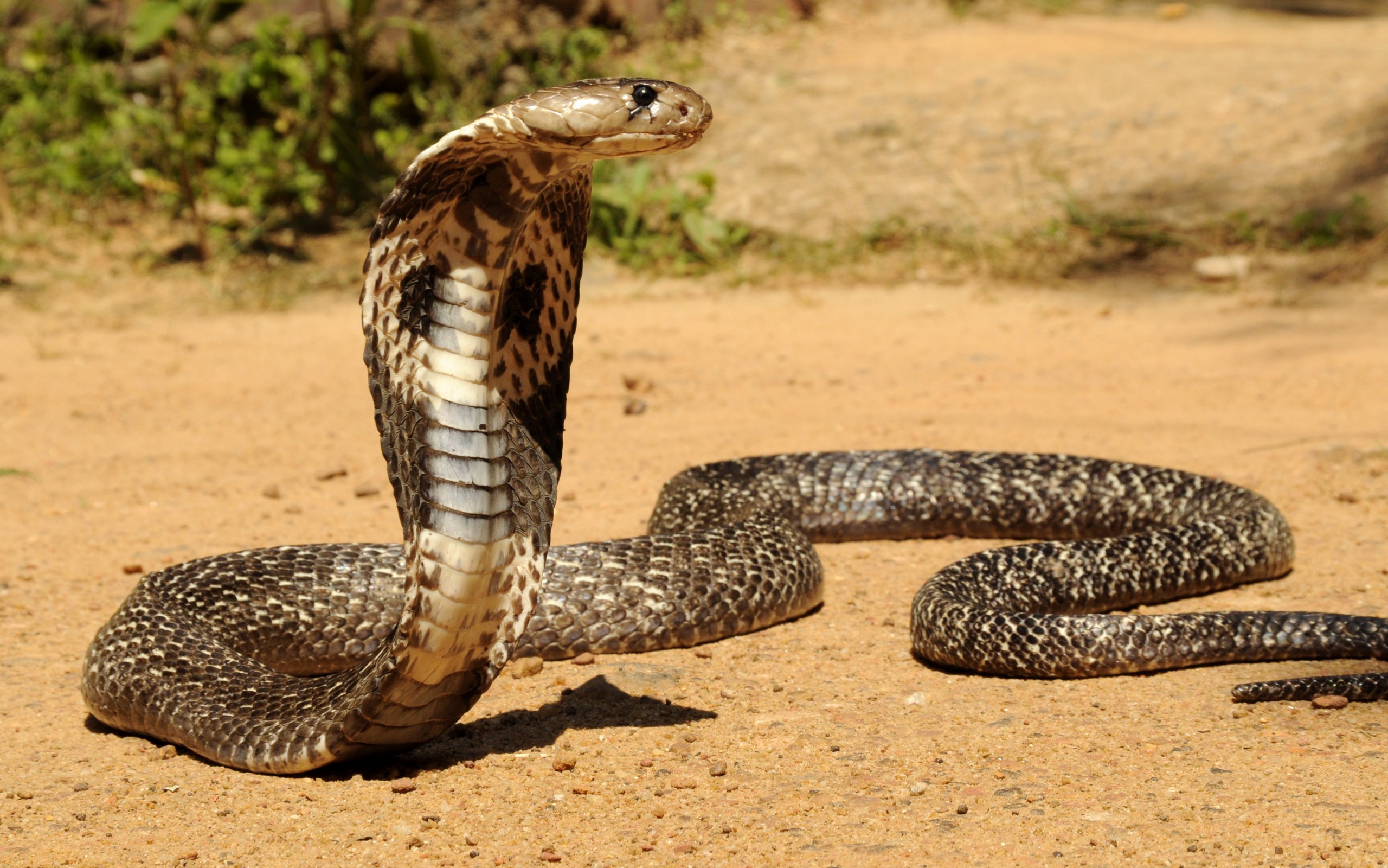 Reptil Serpiente Serpientes Wallpaper Cobra Depredador - Snake Hd , HD Wallpaper & Backgrounds