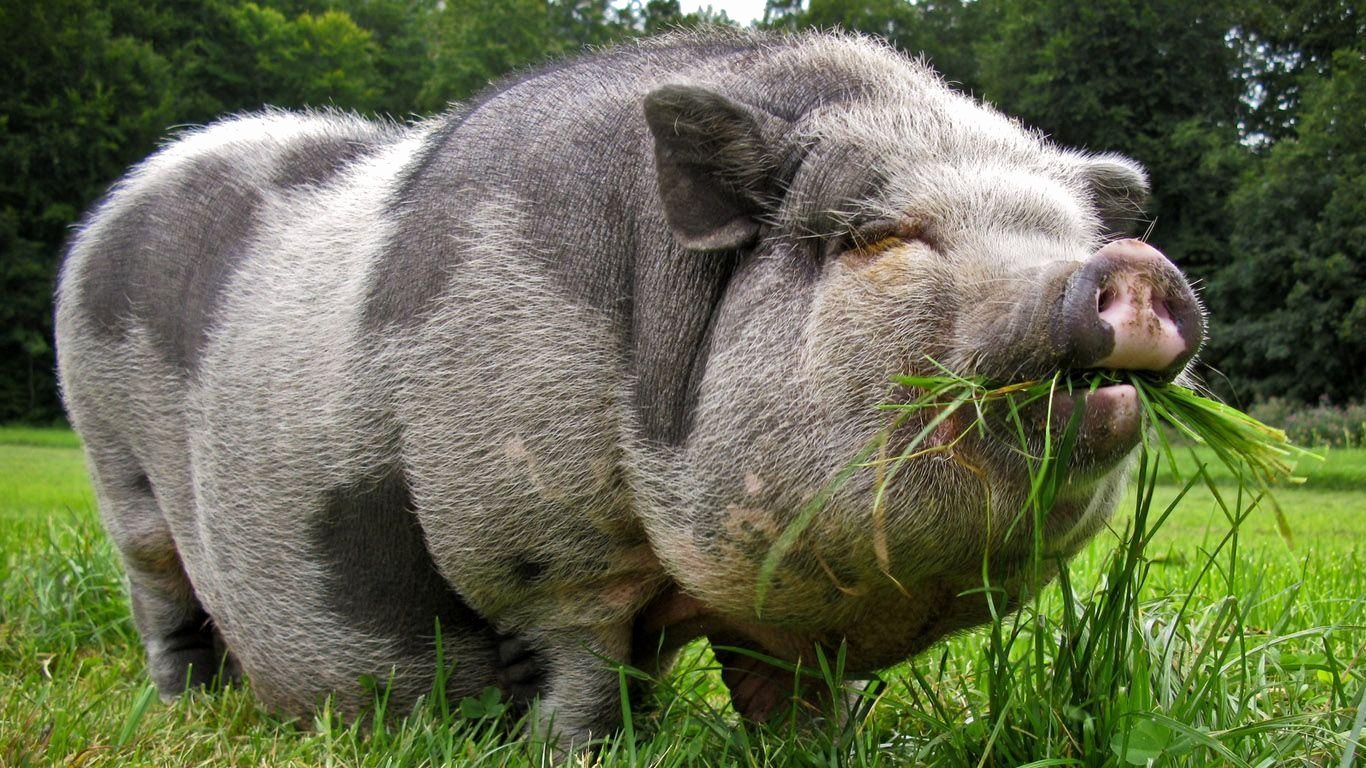 Potbelly Pigs , HD Wallpaper & Backgrounds