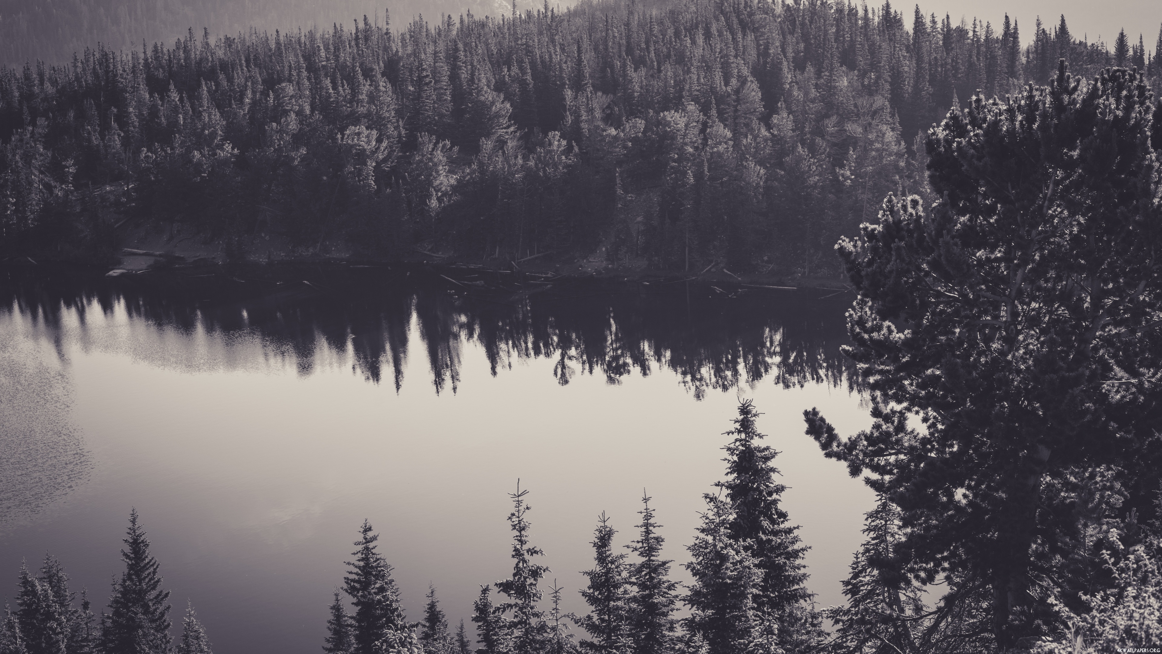 Forest Lake Wallpaper - Background Double Exposure Effect , HD Wallpaper & Backgrounds