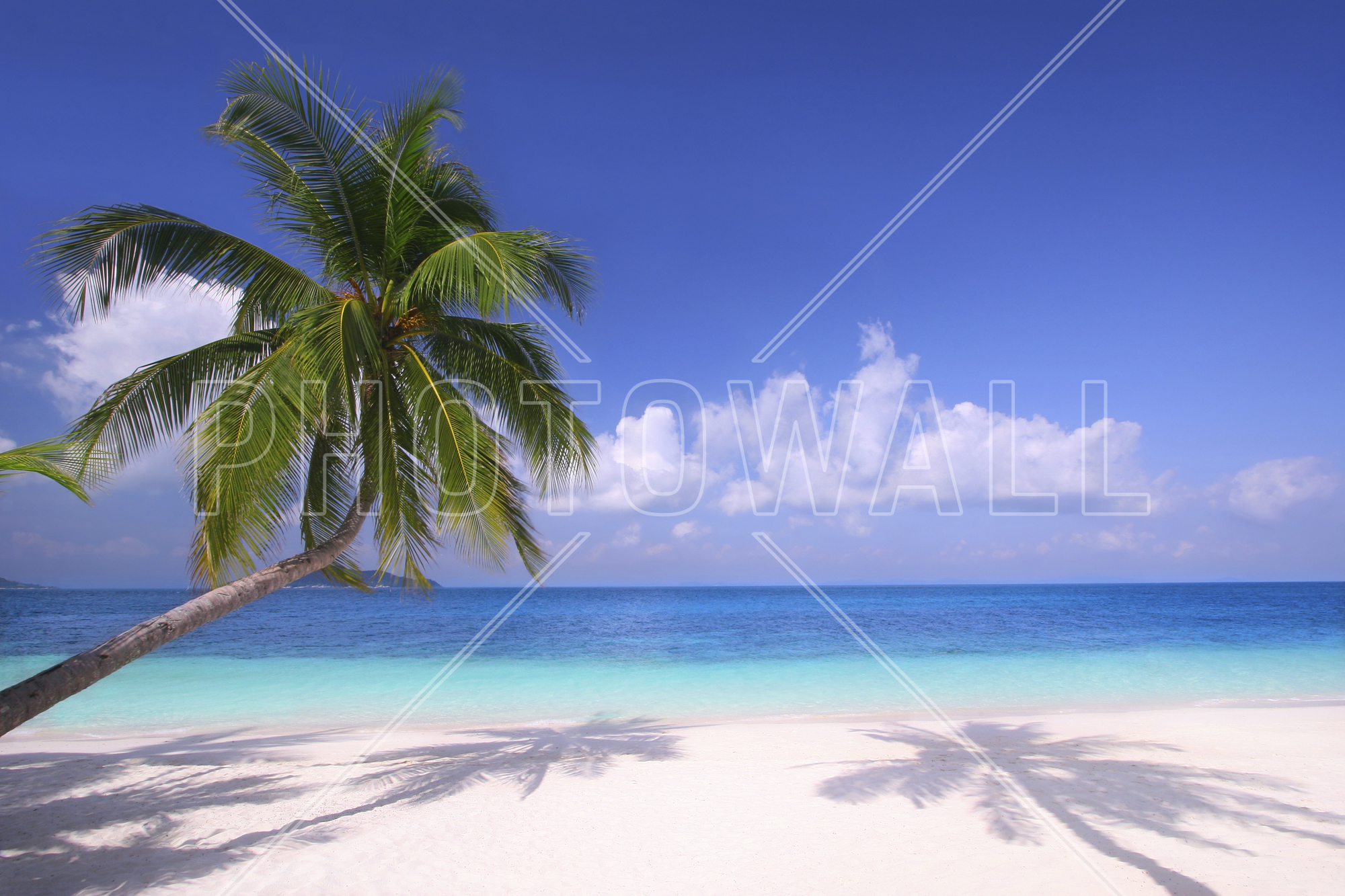 Island Paradise - Wallpaper - Coconut Tree At Beach Png , HD Wallpaper & Backgrounds