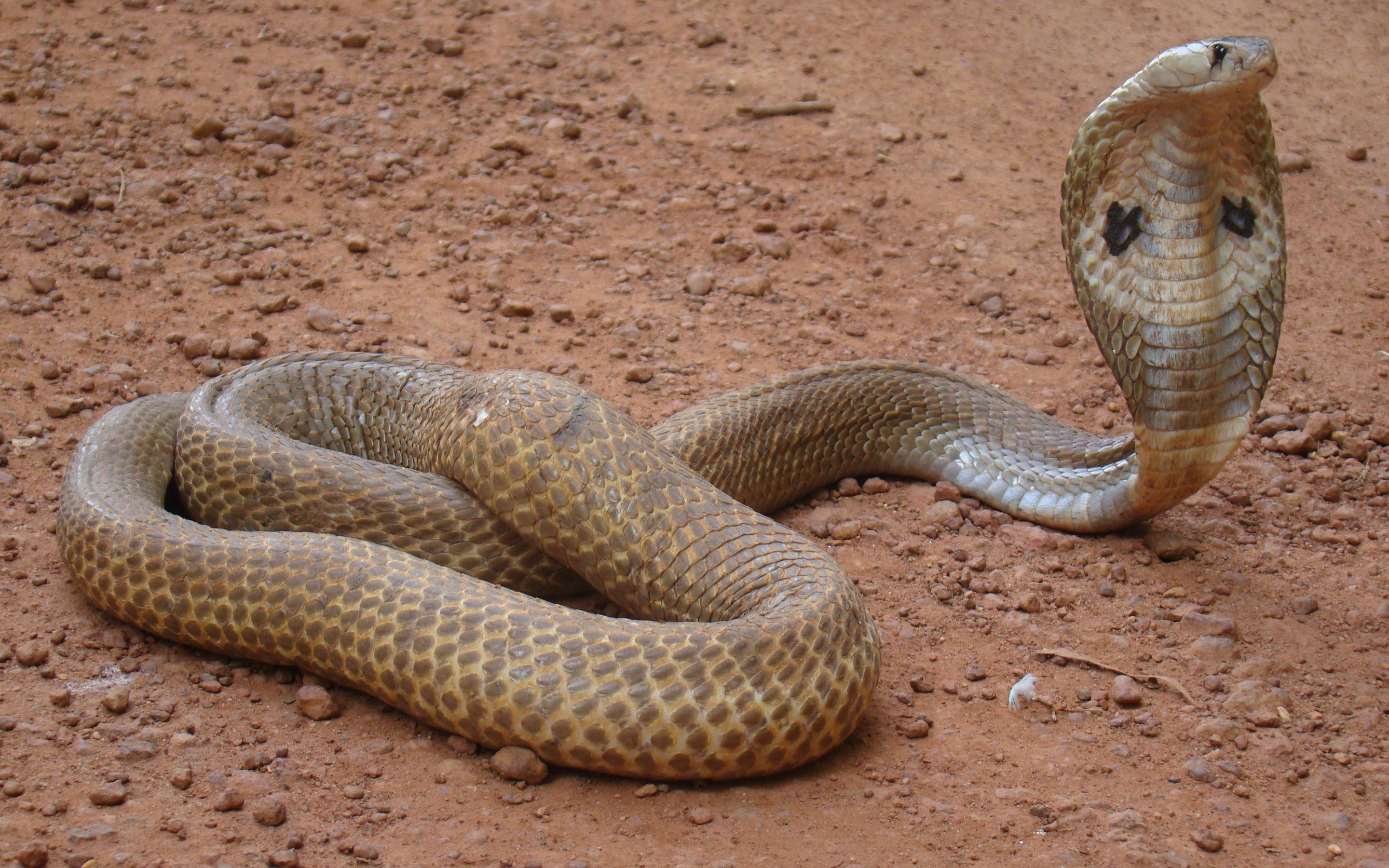 King Cobra Hd Desktop Wallpaper - India Cobra , HD Wallpaper & Backgrounds