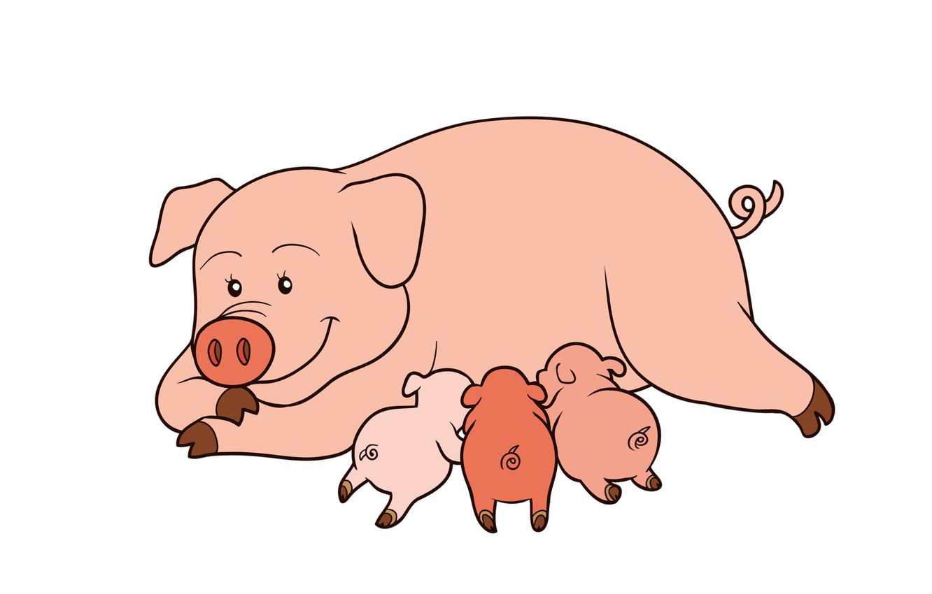 Photo Wallpaper Pig, The Three Little Pigs, Pigs - Pig Piglet Clip Art , HD Wallpaper & Backgrounds