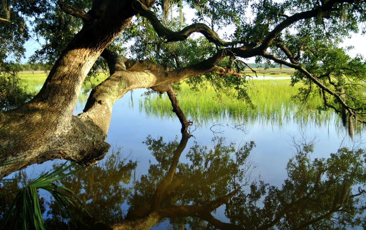 Summer Lake Wallpapers - South Carolina Marsh , HD Wallpaper & Backgrounds
