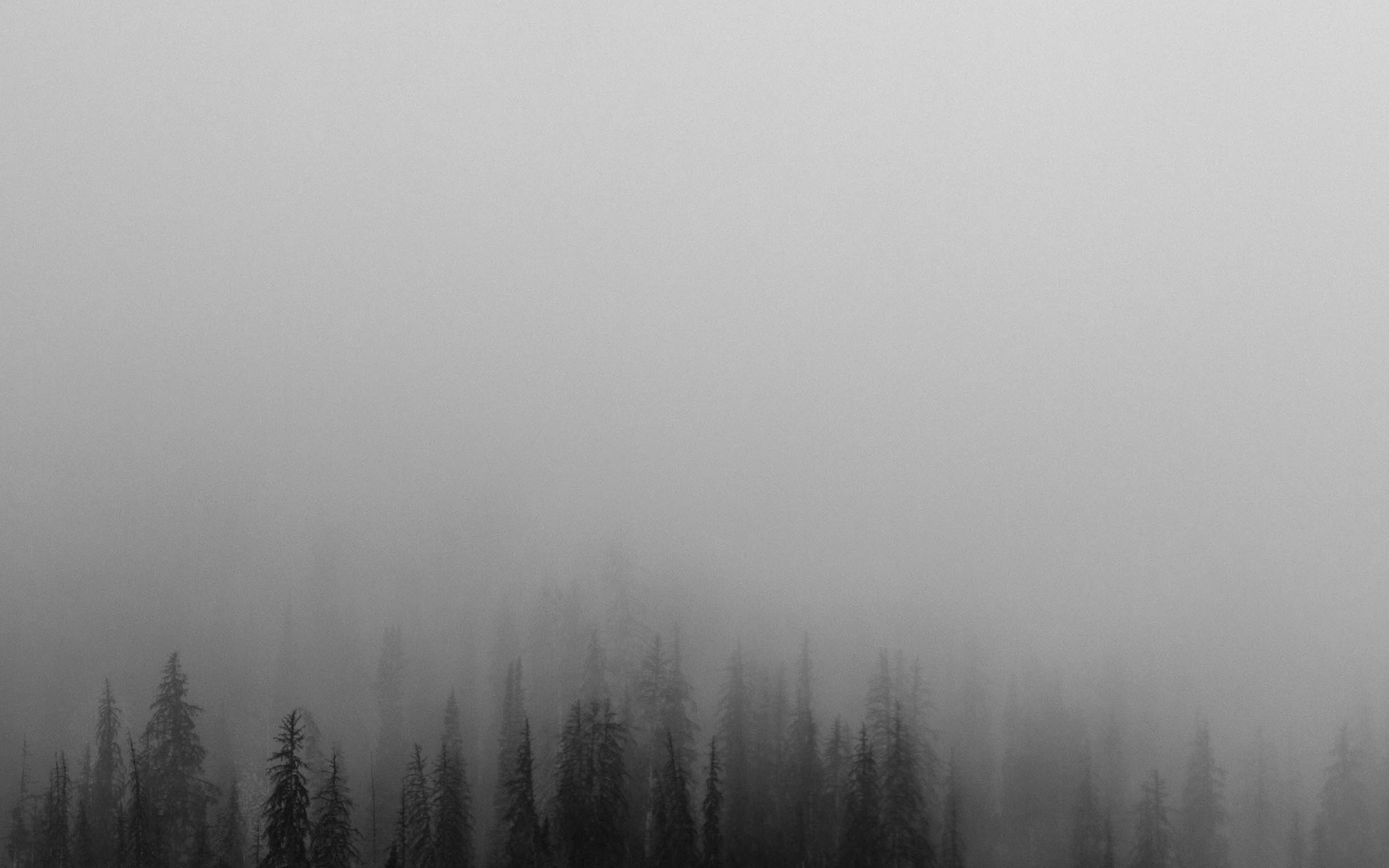 Fog And Trees , HD Wallpaper & Backgrounds