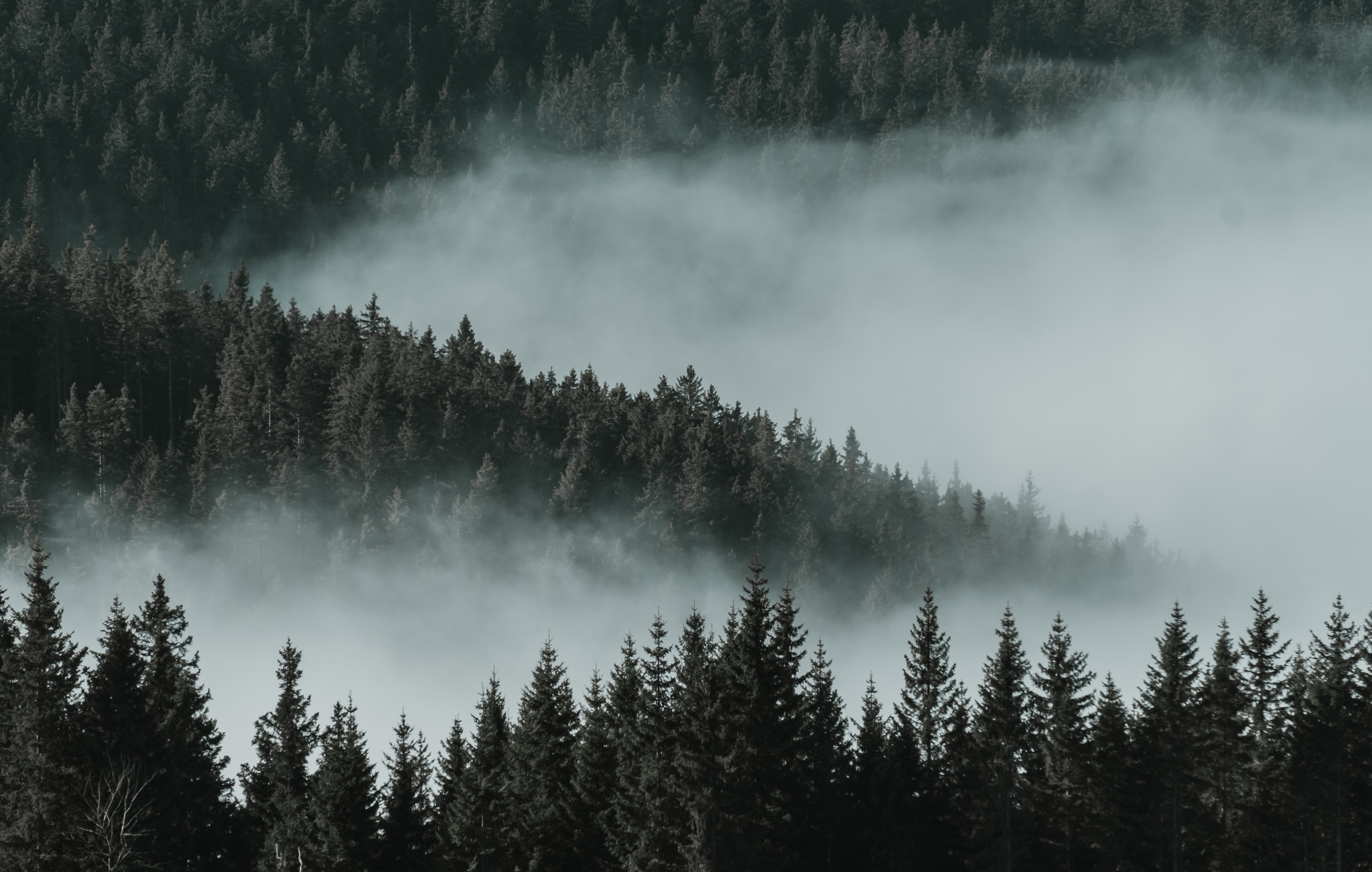 Forest Fog Dark , HD Wallpaper & Backgrounds