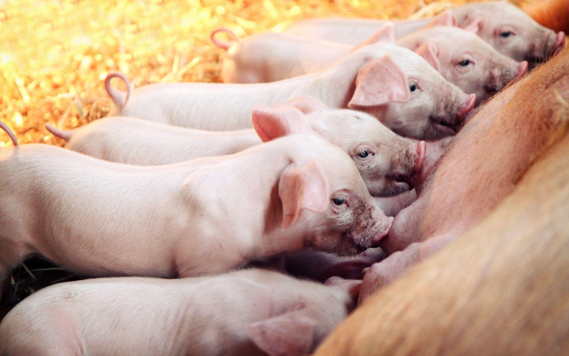 24 Pig Wallpapers - Pig Computer Background Lock Screens , HD Wallpaper & Backgrounds