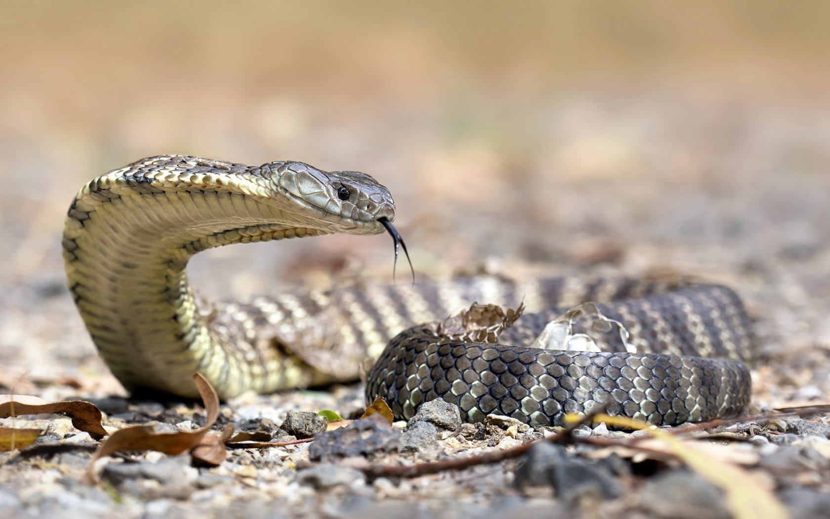 Australian Tiger Snake Tattoo , HD Wallpaper & Backgrounds