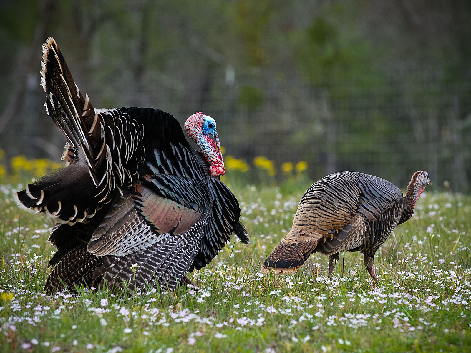 Wild Turkey Desktop Backgrounds - Turkey Hunting Backgrounds , HD Wallpaper & Backgrounds