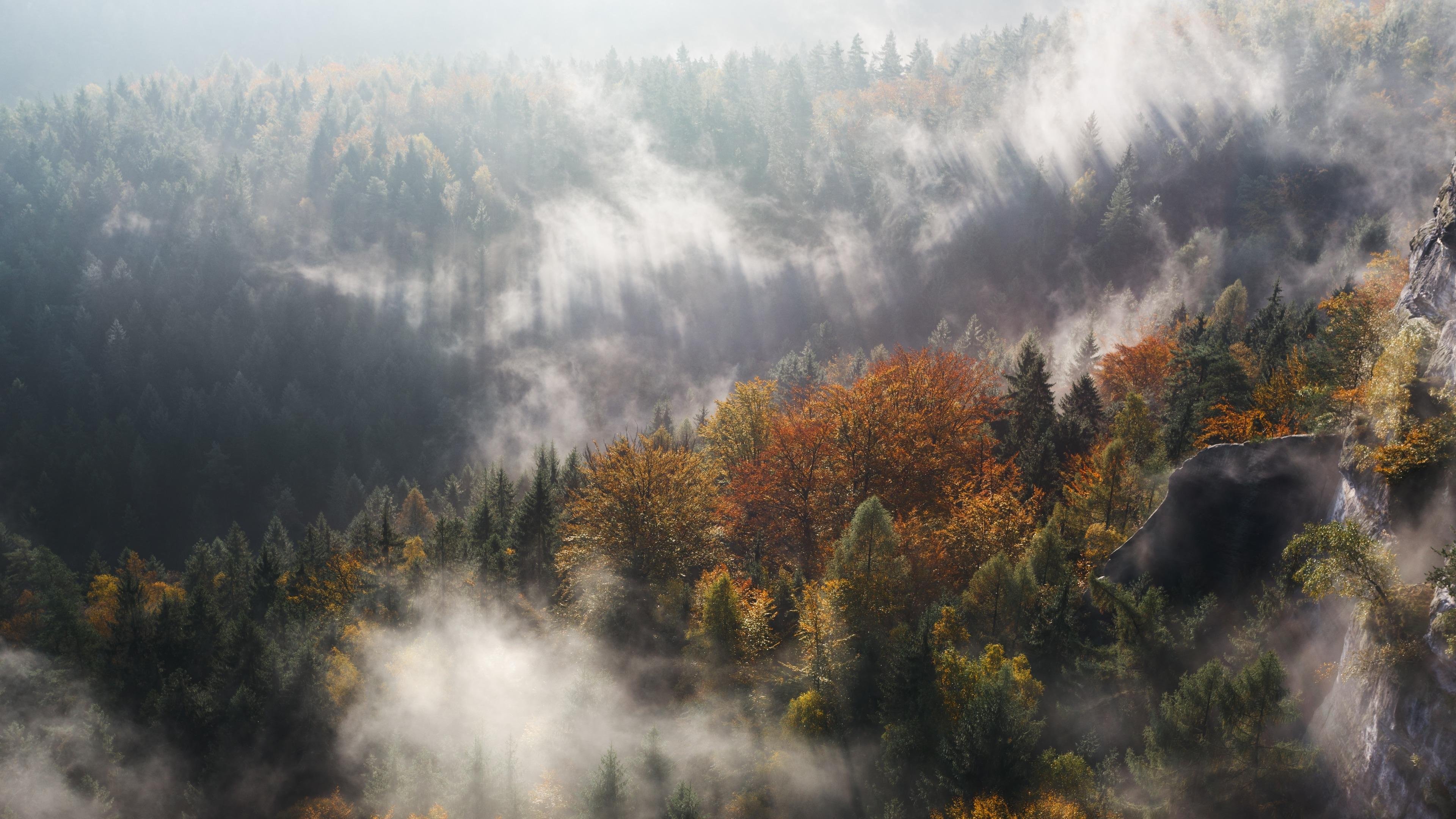 Autumn Forest In Fog Wallpaper - Foggy Forest Wallpaper 4k , HD Wallpaper & Backgrounds