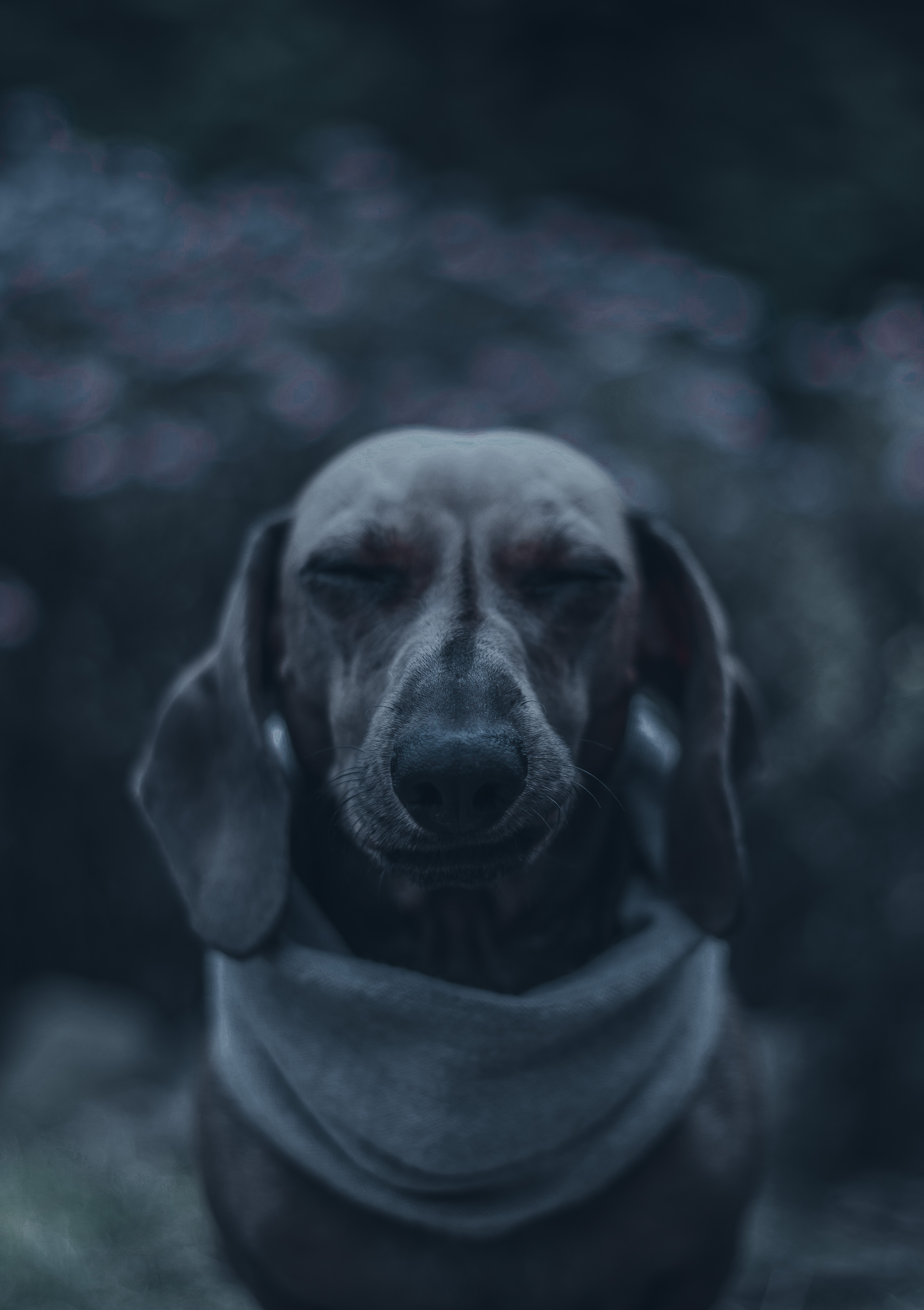 Longdog , HD Wallpaper & Backgrounds