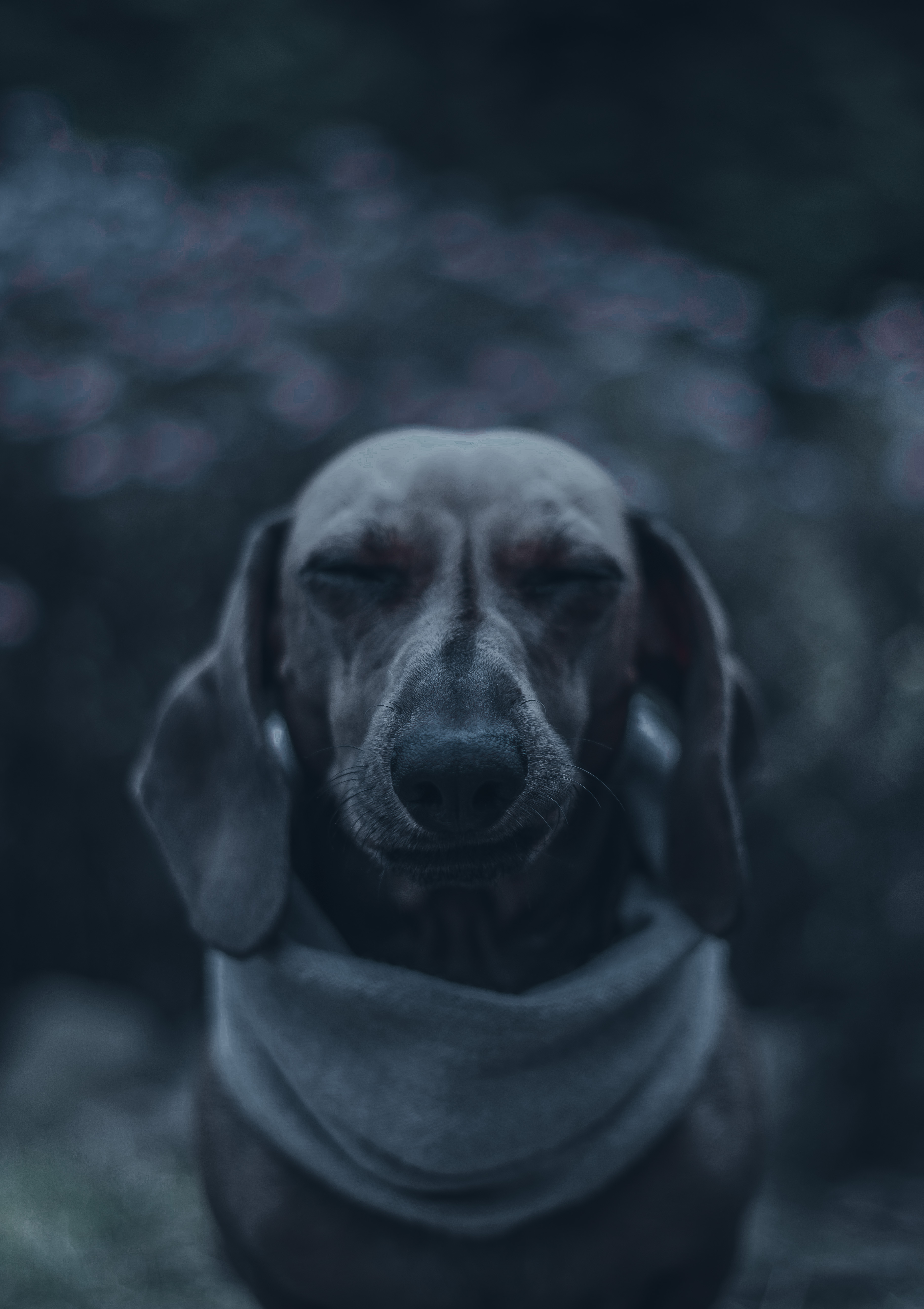 Longdog (2909519) HD Wallpaper & Backgrounds Download