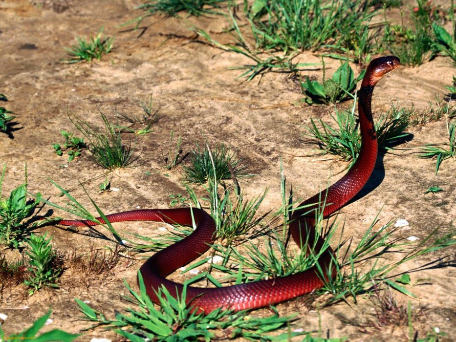 Snake Reptile Snakes Predator Cobra Wallpaper , HD Wallpaper & Backgrounds
