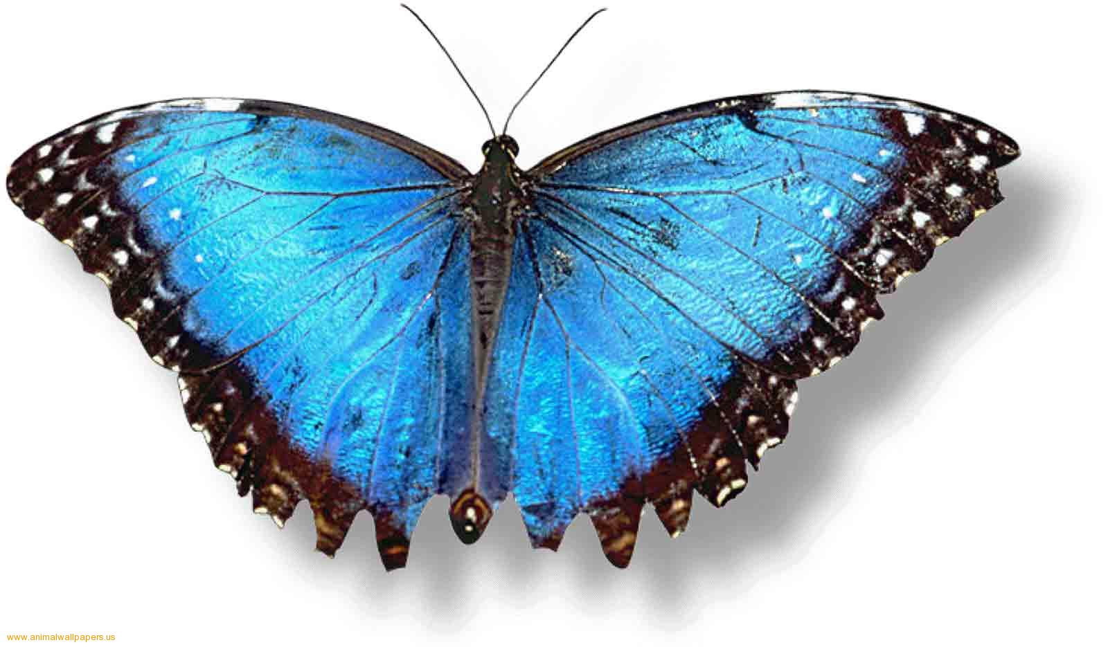 Download Butterflies Wallpaper, Blue Butterfly - Blue Butterfly Clipart Transparent Background , HD Wallpaper & Backgrounds