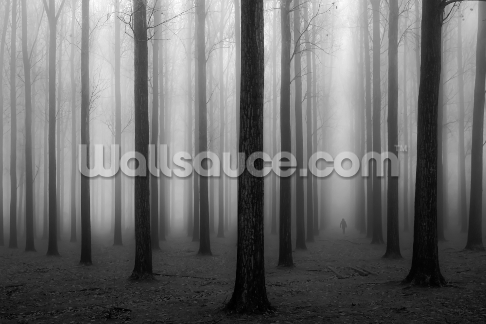 In A Fog Mural Wallpaper - Wallpaper , HD Wallpaper & Backgrounds