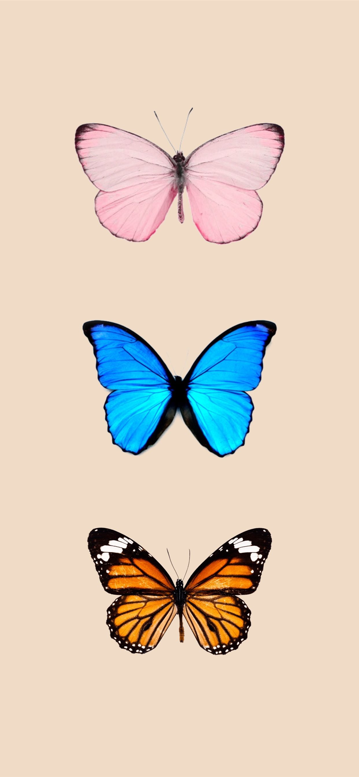Iphone Butterfly , HD Wallpaper & Backgrounds