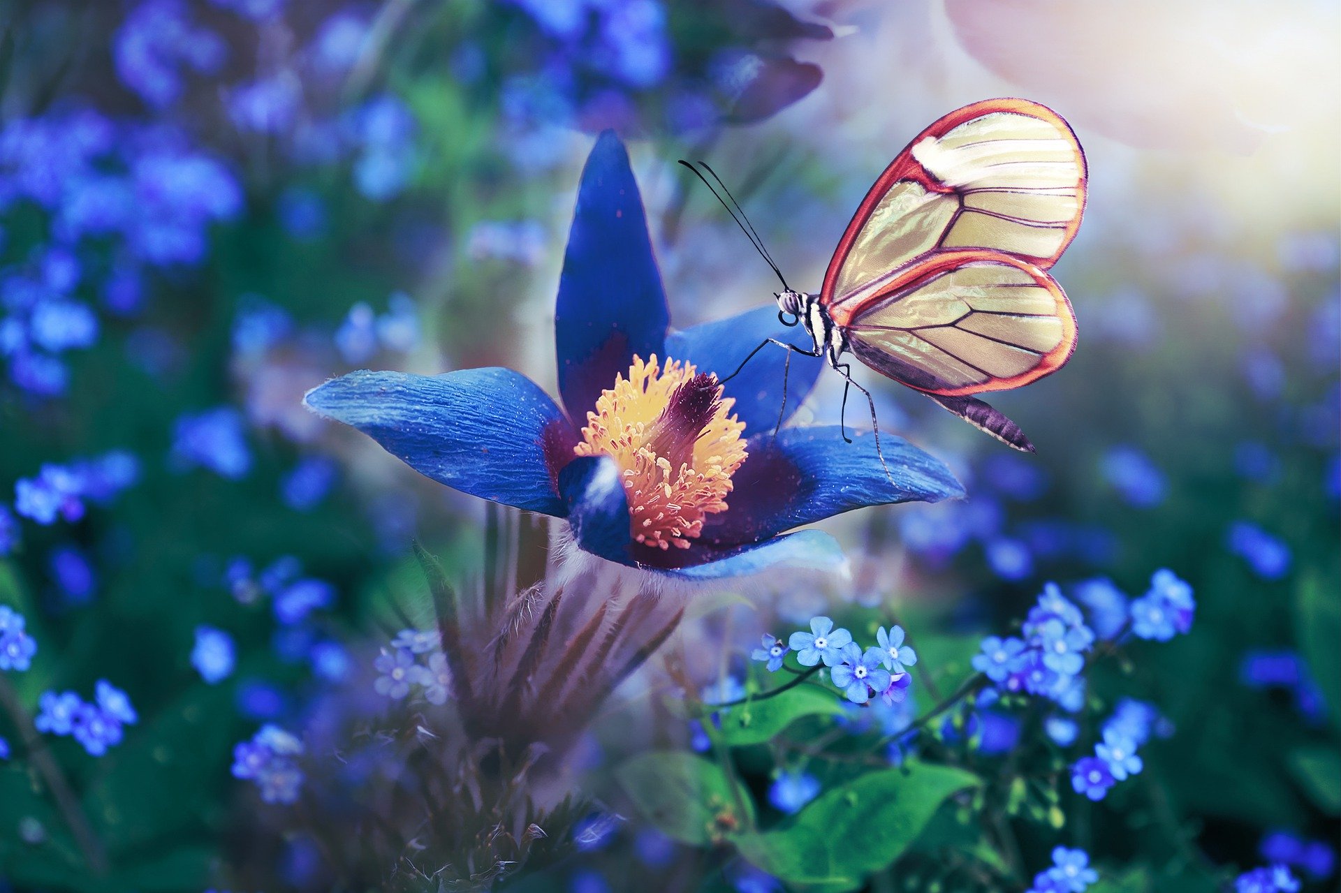 Butterfly And Flowers Blue , HD Wallpaper & Backgrounds