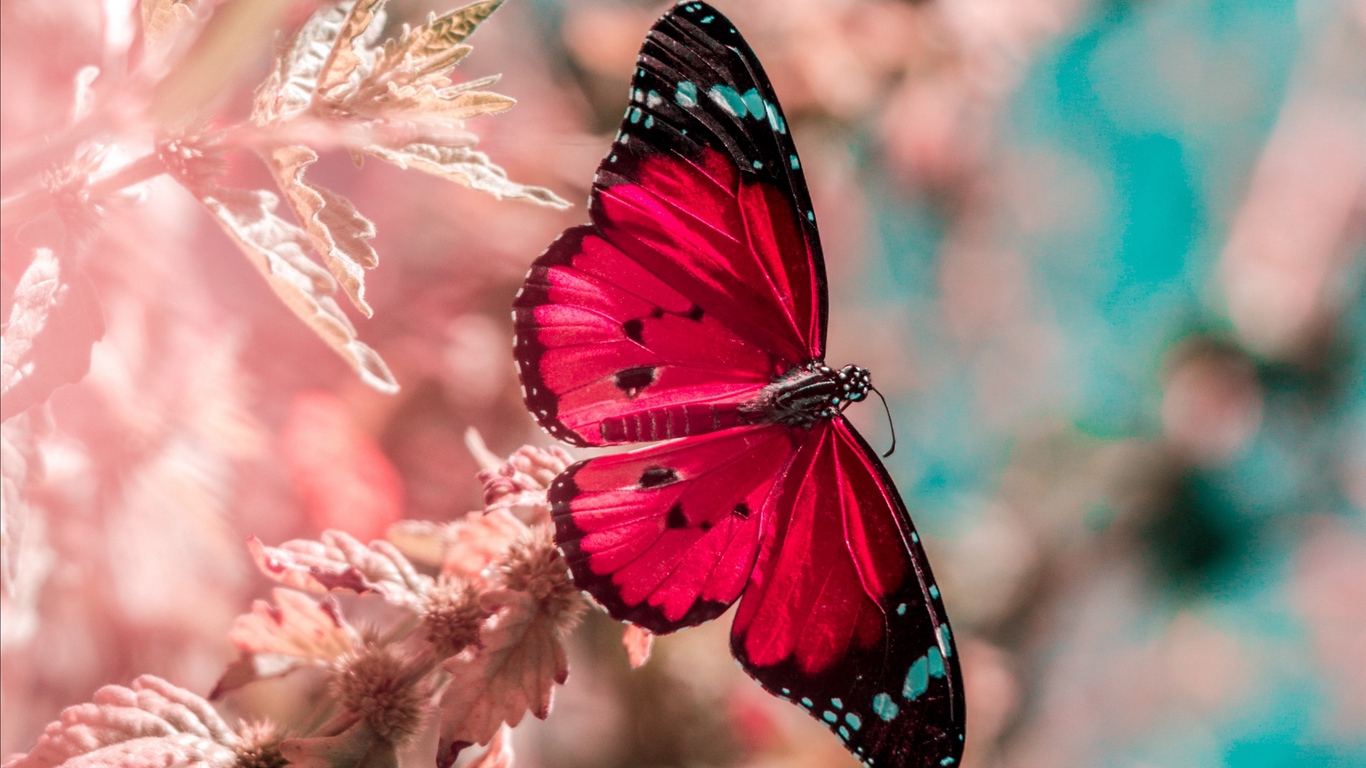 Wallpaper Butterfly, Wings, Insect, Grass, Bright, - Download Wallpaper Laptop Hd Butterfly , HD Wallpaper & Backgrounds