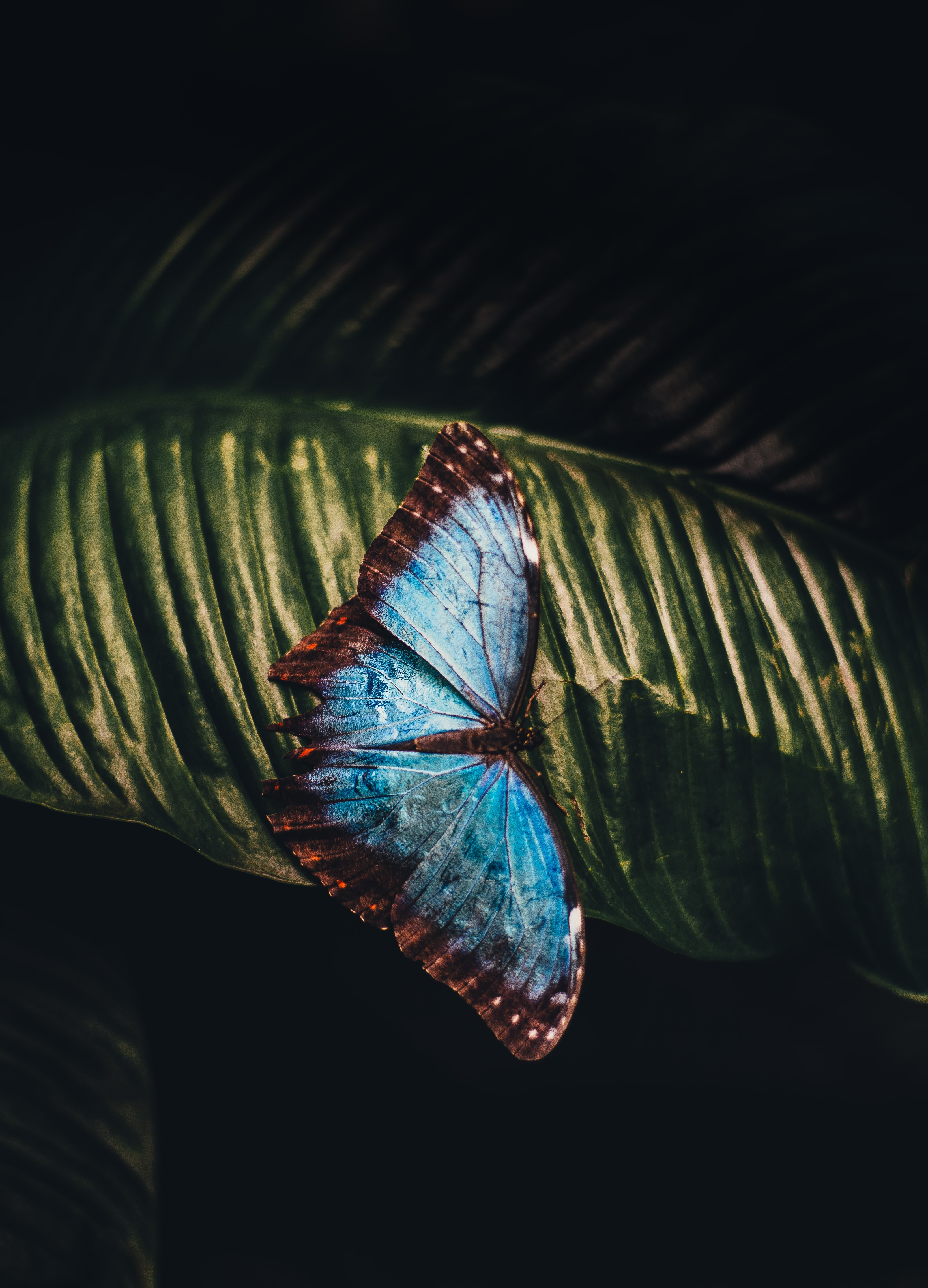 Butterflies , HD Wallpaper & Backgrounds