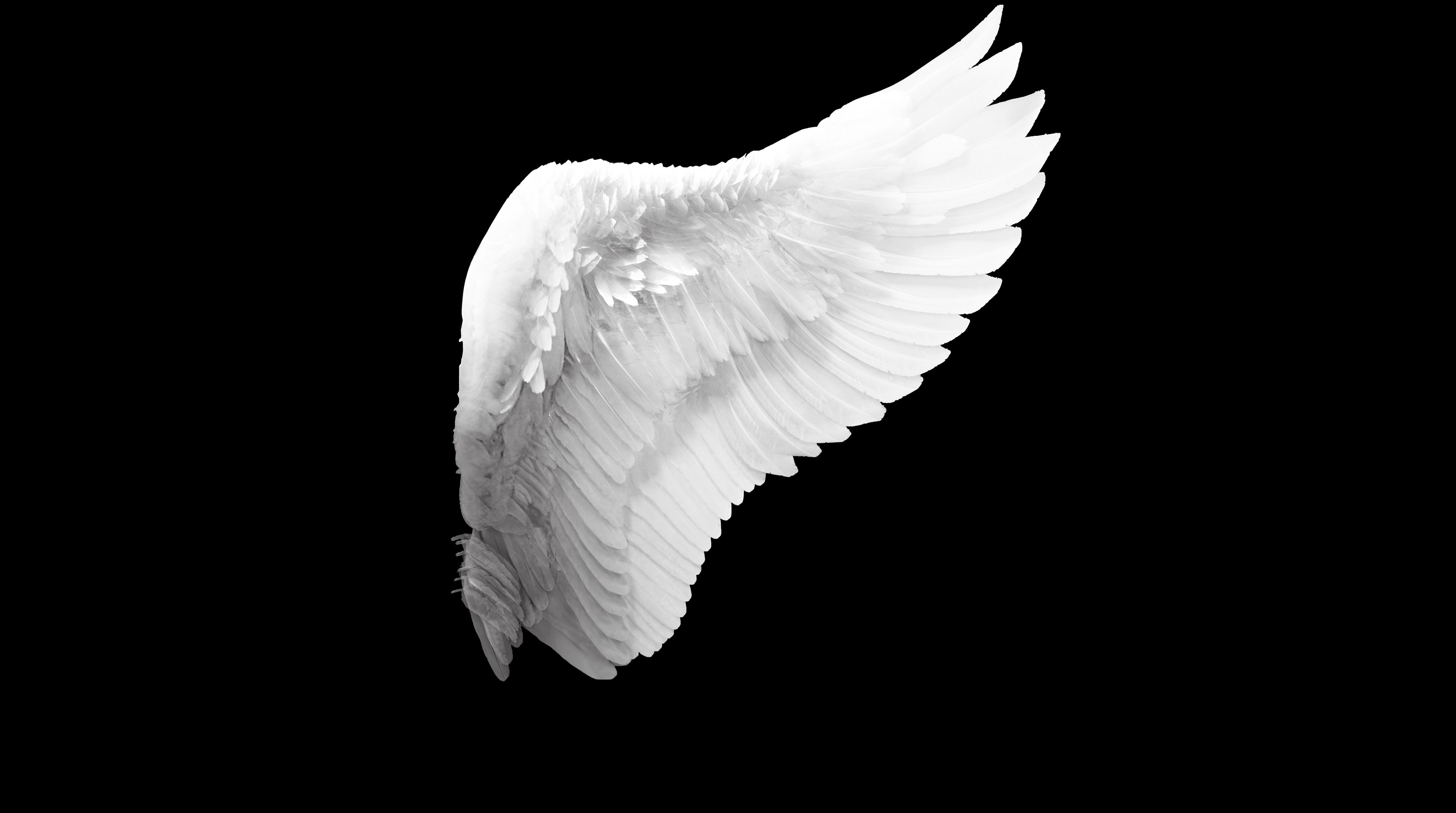 Angel Wings Wallpaper - Angel Wing , HD Wallpaper & Backgrounds