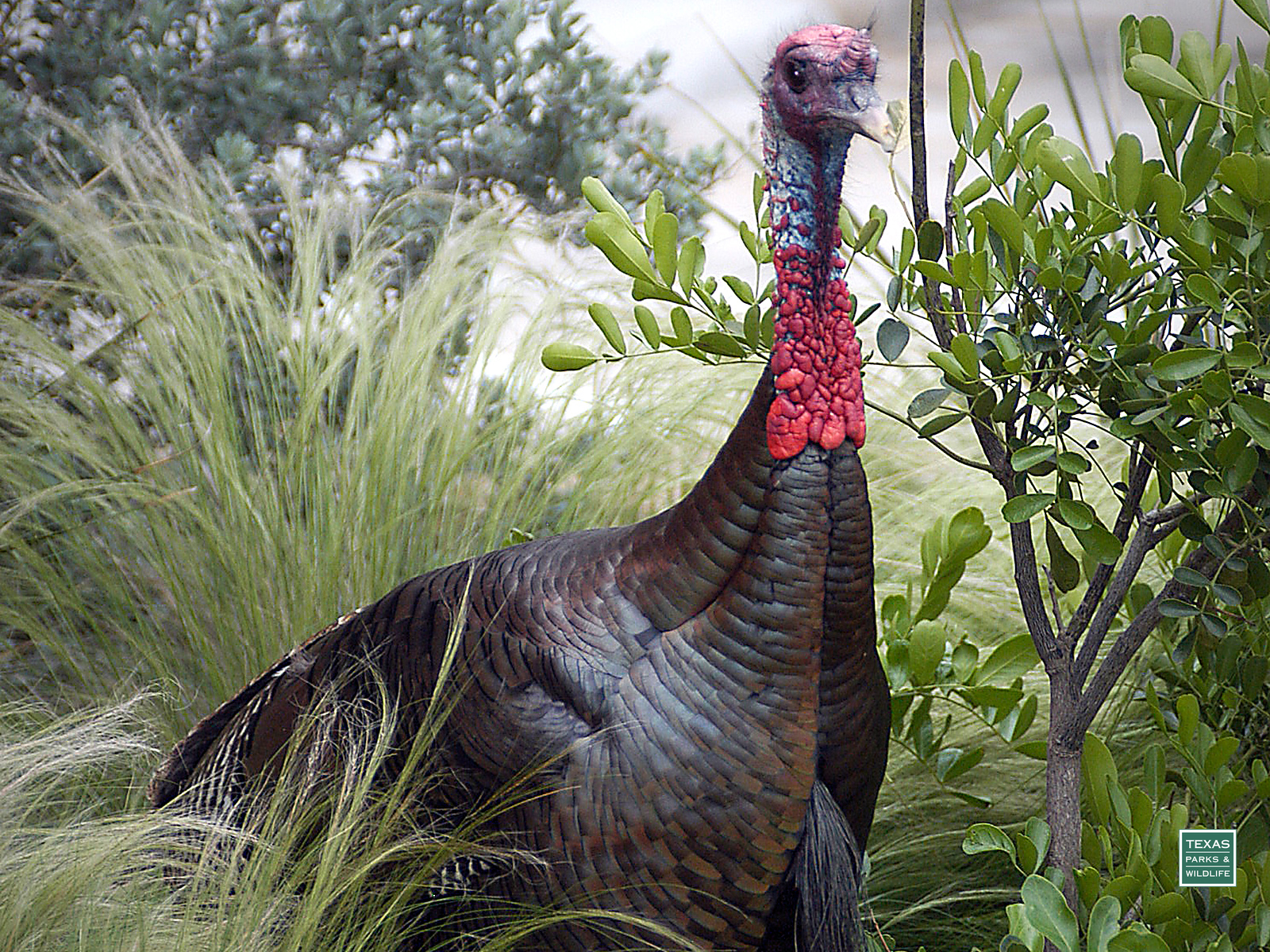 Wild Turkey Backgrounds , HD Wallpaper & Backgrounds