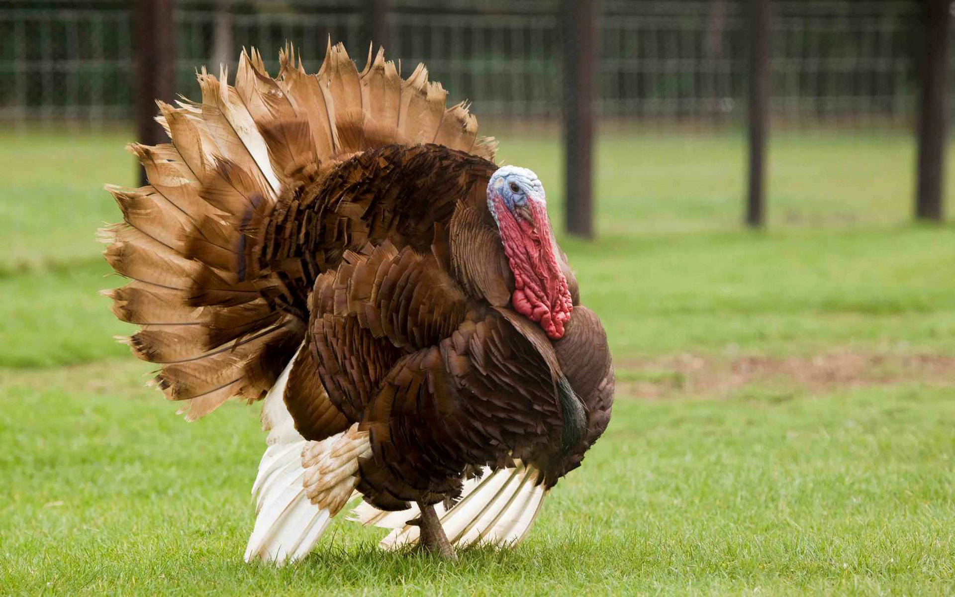 Turkeys Live , HD Wallpaper & Backgrounds