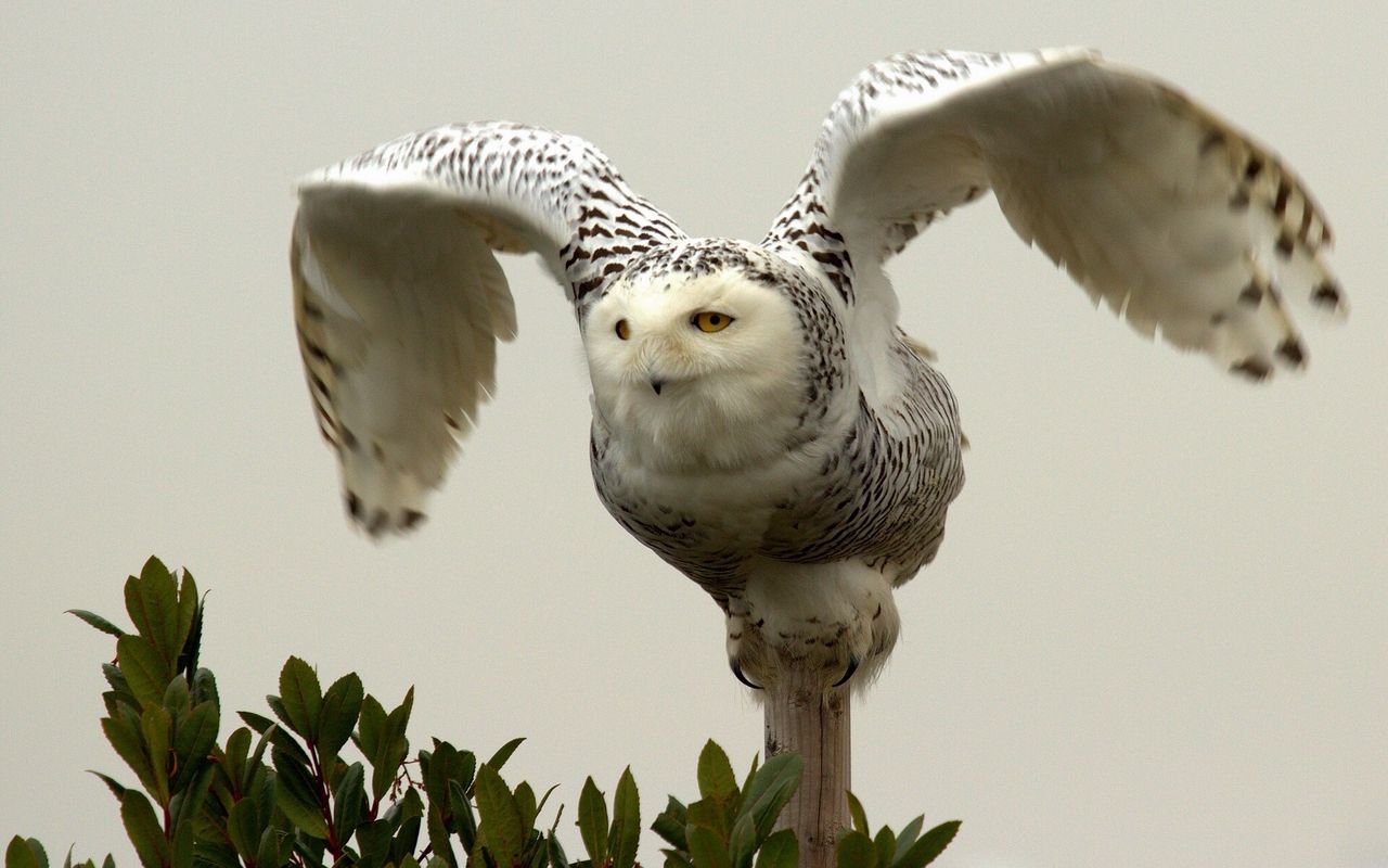Wallpaper Owl, Bird, Predator, Wings - Owls , HD Wallpaper & Backgrounds