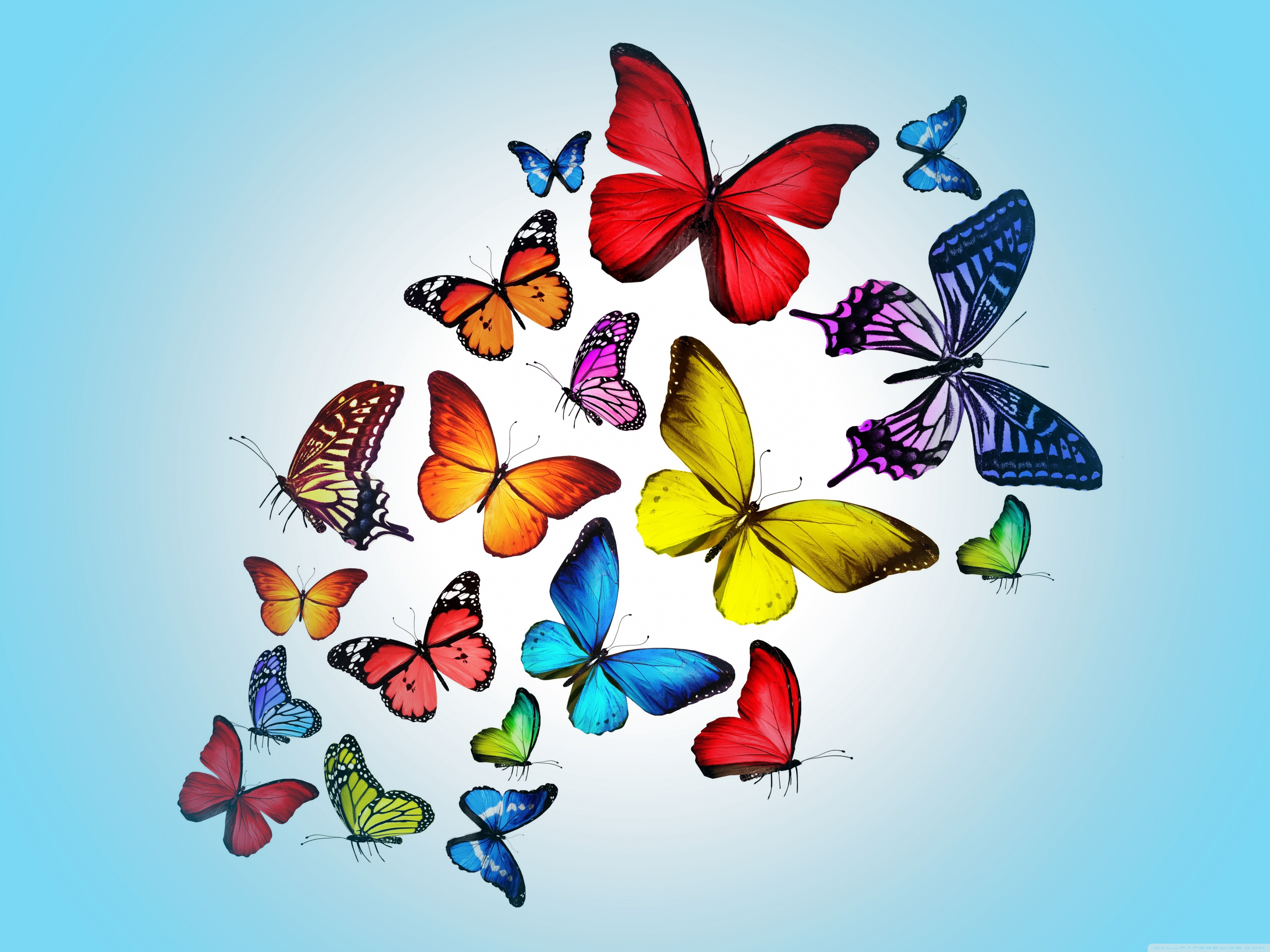 High Resolution Images Of Butterflies , HD Wallpaper & Backgrounds