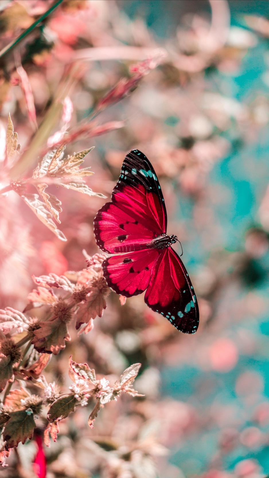 Wallpaper Butterfly, Wings, Insect, Grass, Bright, - Red Butterfly Wallpaper Hd , HD Wallpaper & Backgrounds