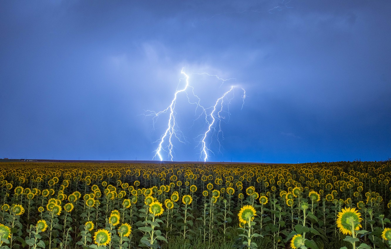 Photo Wallpaper The Storm, Field, The Sky, Sunflowers, - Flower And Lightning , HD Wallpaper & Backgrounds
