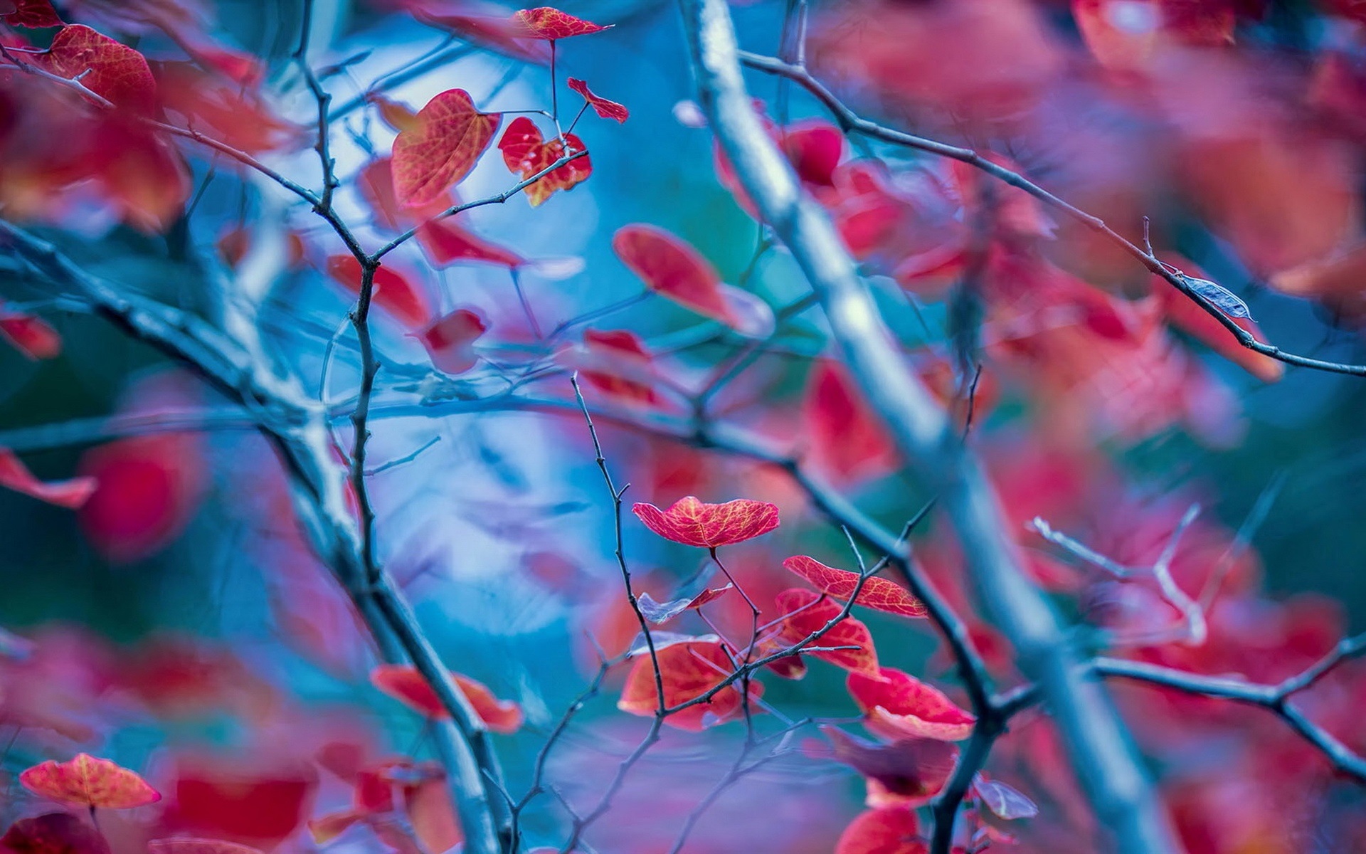 Wallpaper Red Leaves, Twigs, Autumn, Blur Background - Blur Background Image Full Hd , HD Wallpaper & Backgrounds