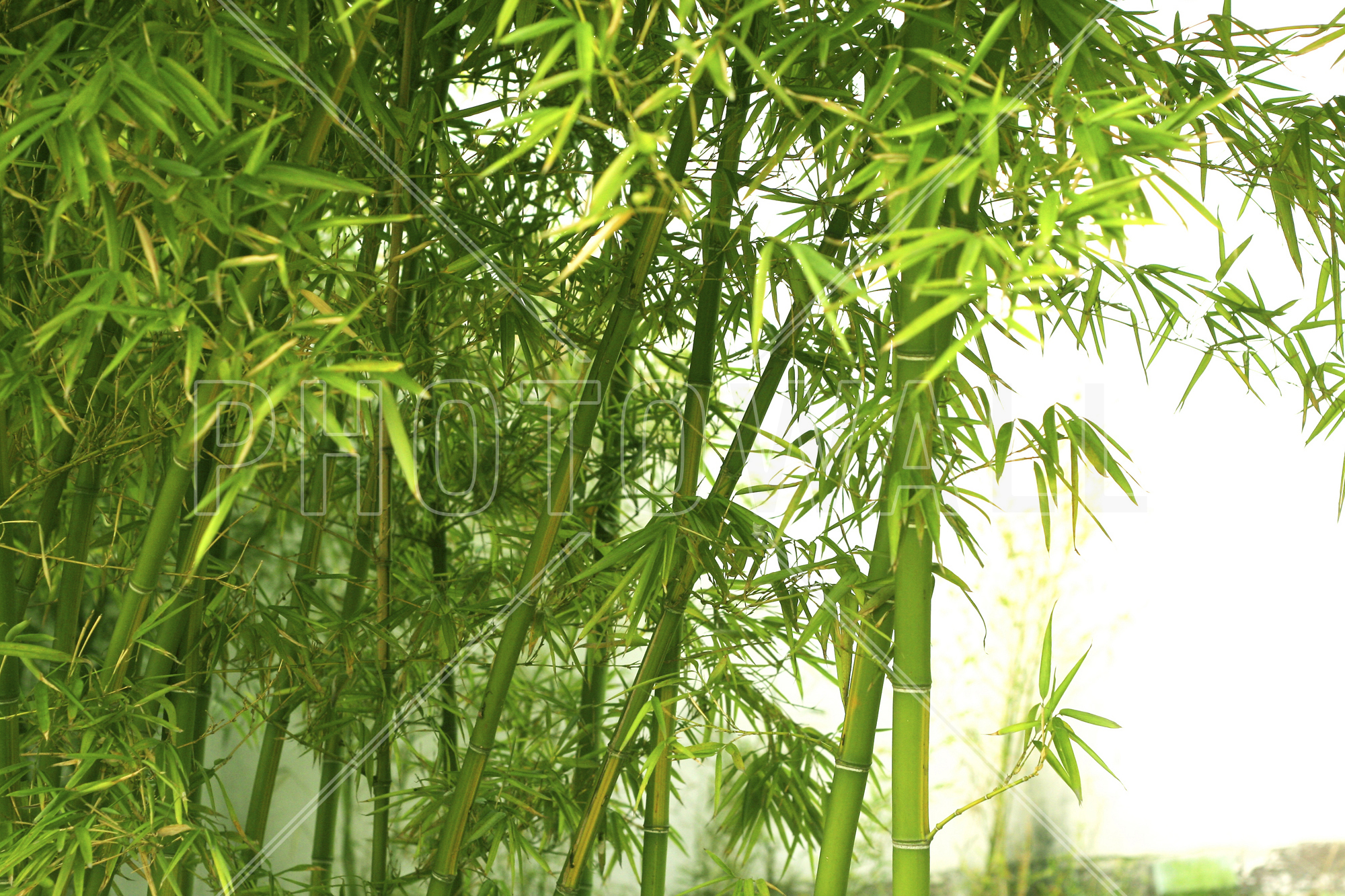 Beautiful Bamboo - Wallpaper - Hd Wallpaper Bamboo Green , HD Wallpaper & Backgrounds