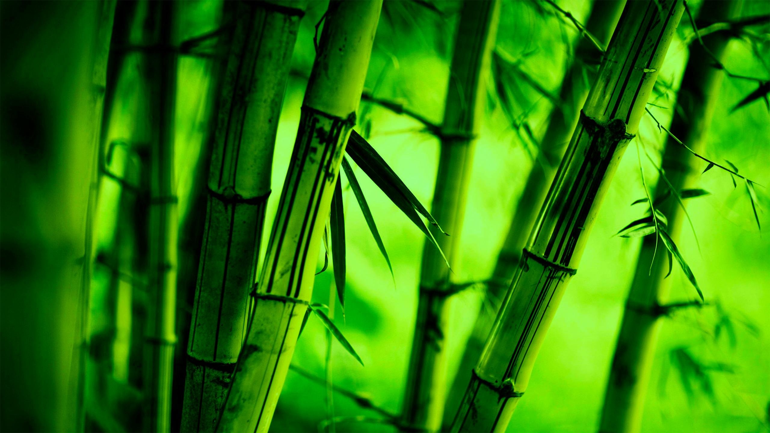 4k Bamboo Backgrounds , HD Wallpaper & Backgrounds