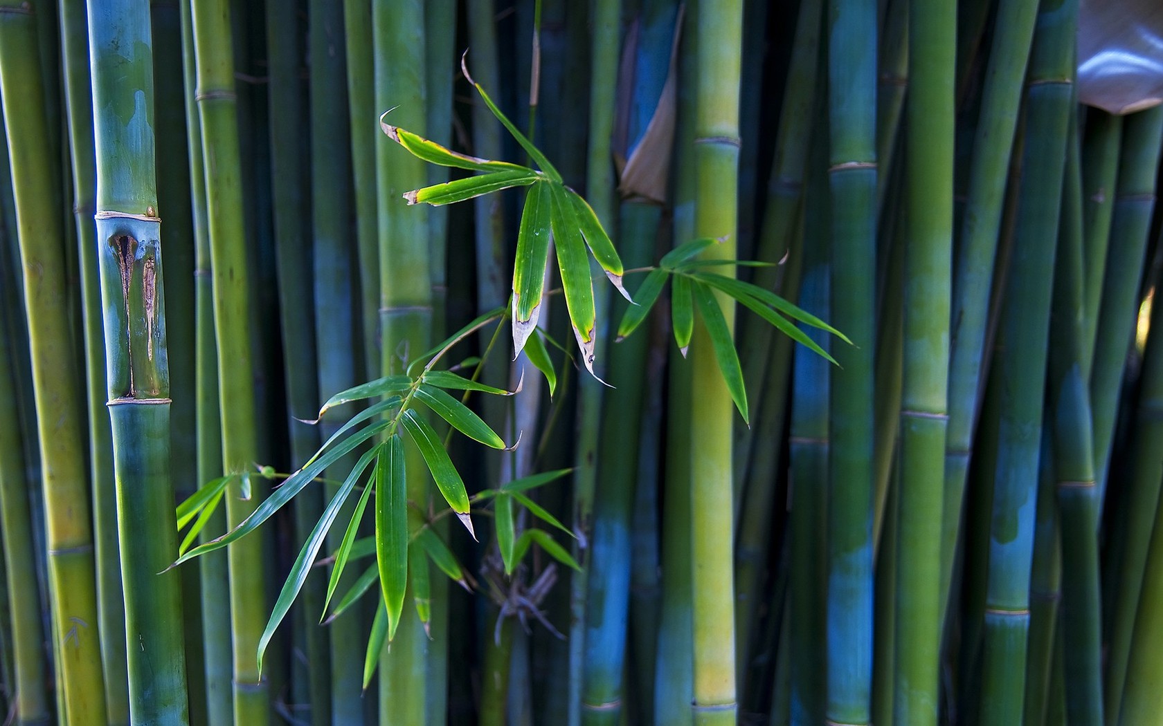 Bamboo Wallpaper 6232 - Bamboos Full Hd , HD Wallpaper & Backgrounds