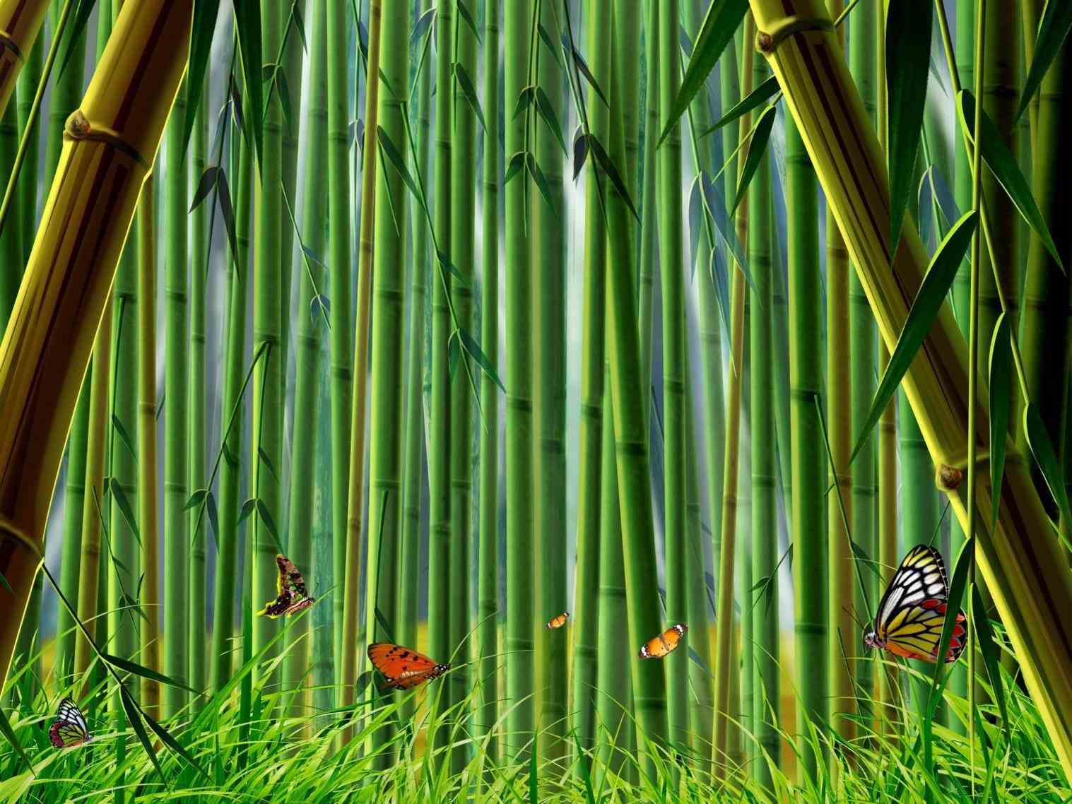 Forest Stocks At - Bamboo Forest Cartoon Background , HD Wallpaper & Backgrounds