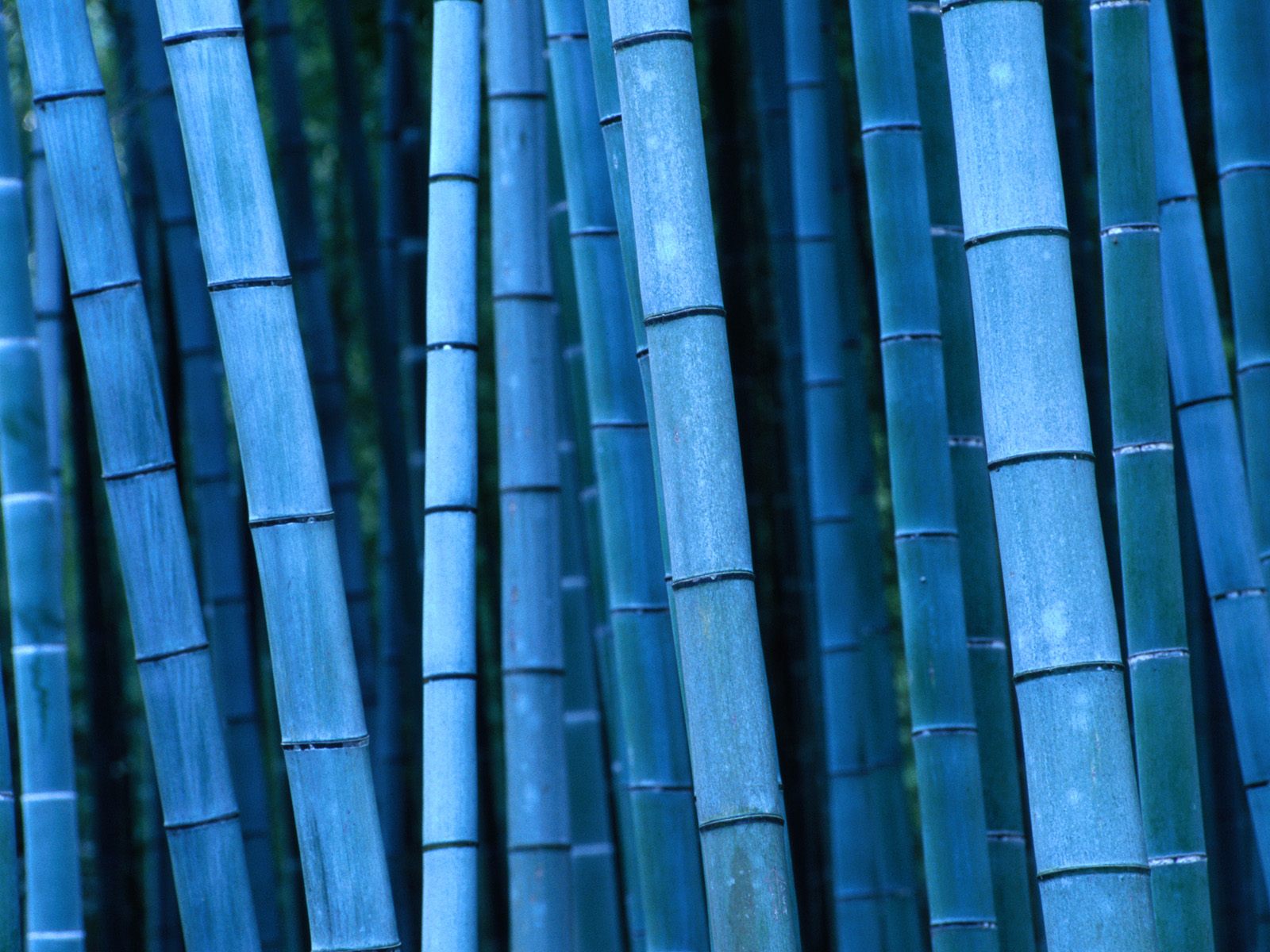 Bamboo Wallpaper , HD Wallpaper & Backgrounds