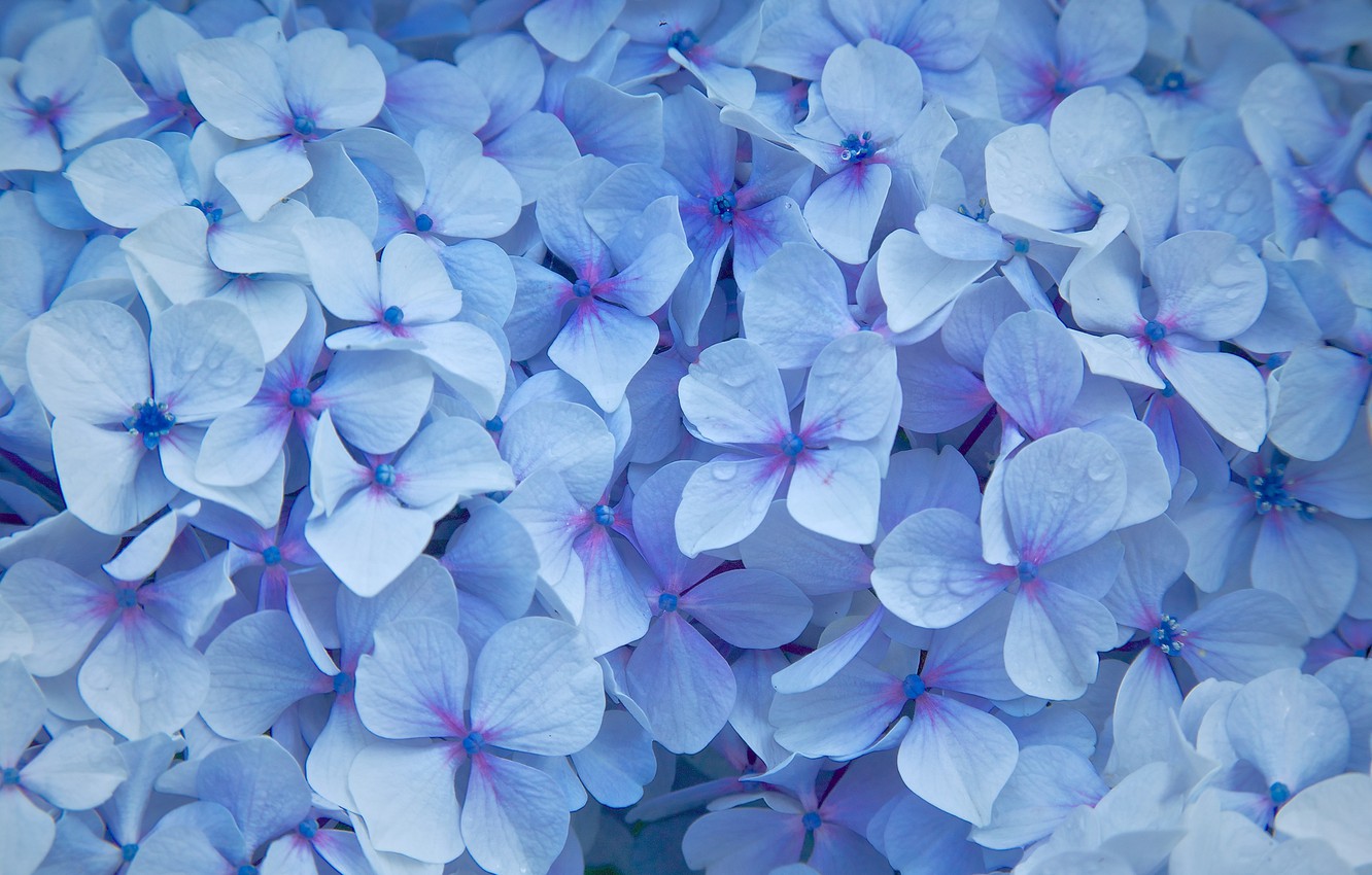 Photo Wallpaper Flowers, Droplets, Petals, Blue, Hydrangea - Blue Hydrangea , HD Wallpaper & Backgrounds