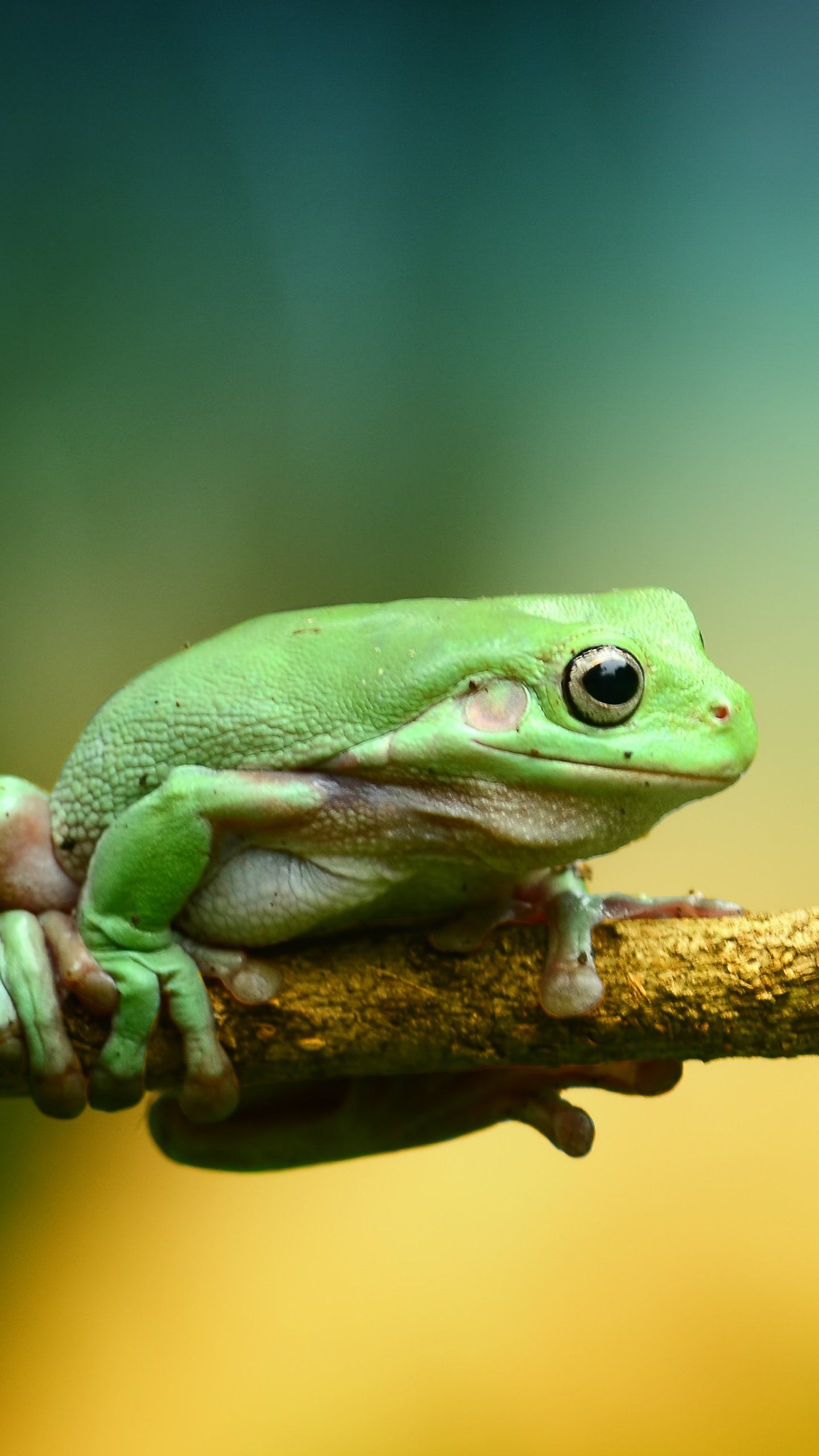 Green Frog Wallpaper - Frog Wallpaper Iphone , HD Wallpaper & Backgrounds