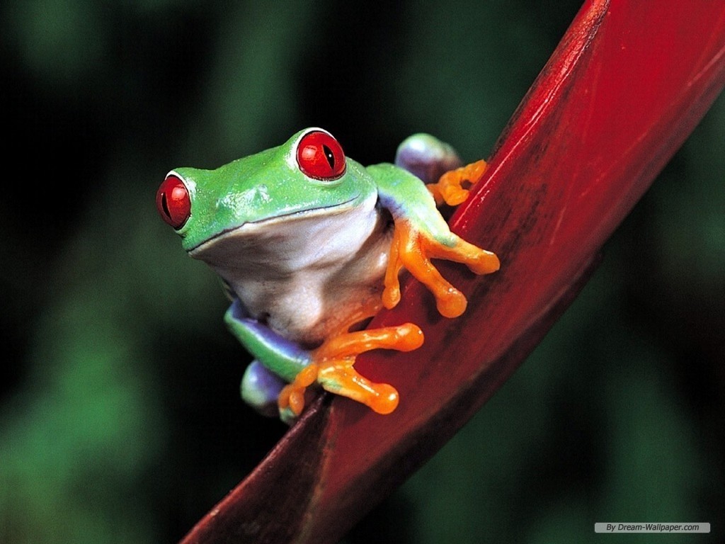 Frog Wallpaper - Rough Guide Out Of This World , HD Wallpaper & Backgrounds