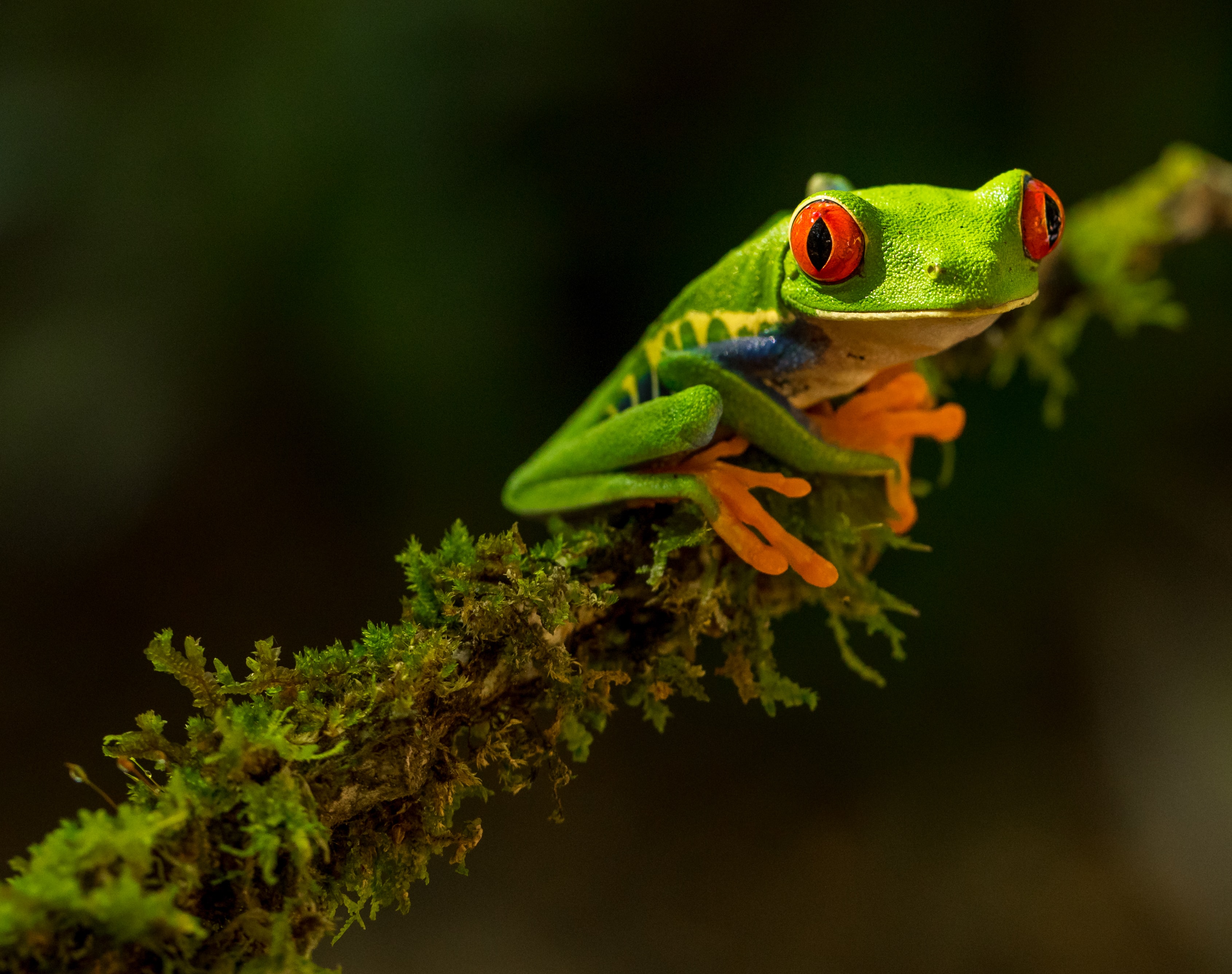 Free Frog , HD Wallpaper & Backgrounds