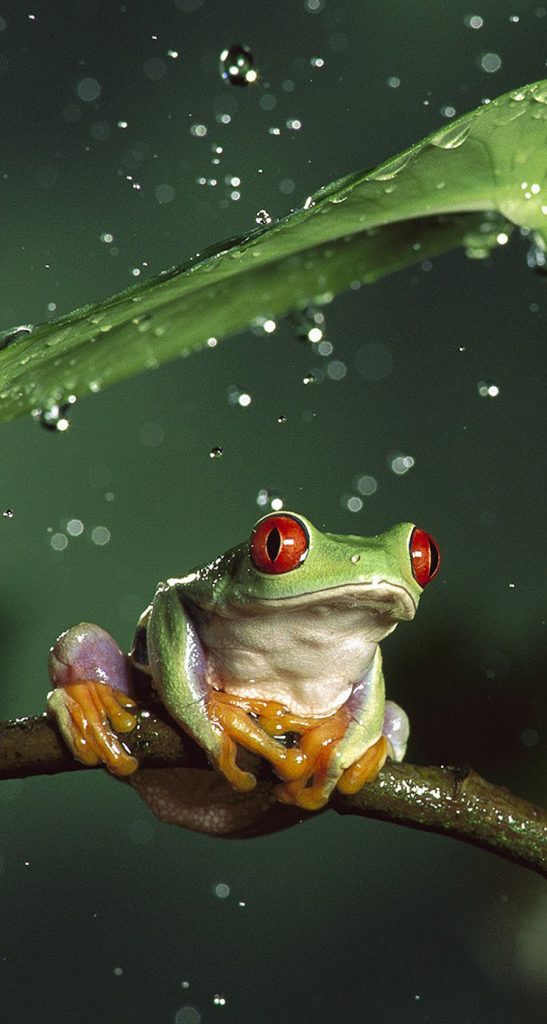 Tree Frog Under Leaf , HD Wallpaper & Backgrounds