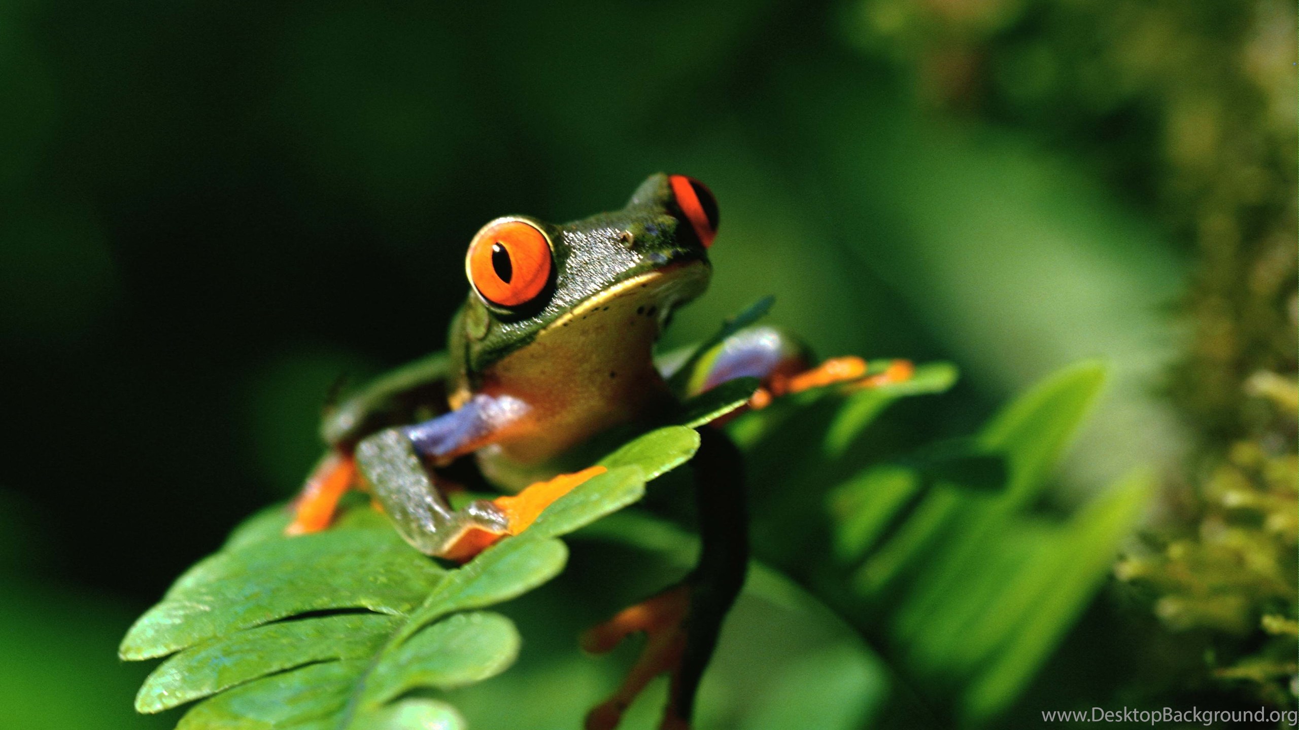 Frog Wallpaper For Computers - Amazing Photos Of A Real Frog , HD Wallpaper & Backgrounds
