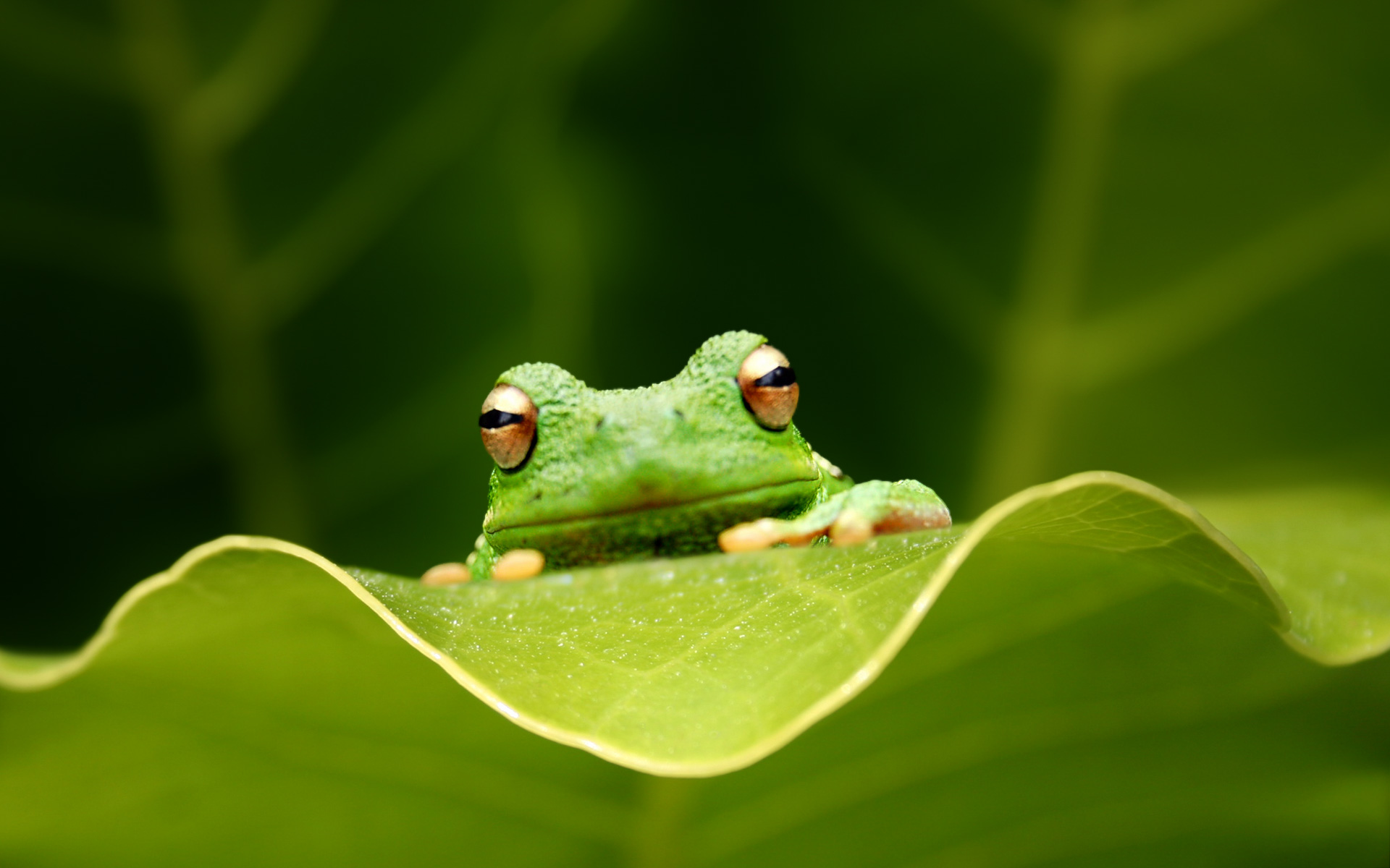 Frog Desktop Wallpapers Blending In Green Frog Desktop - Hello Checking In On You , HD Wallpaper & Backgrounds