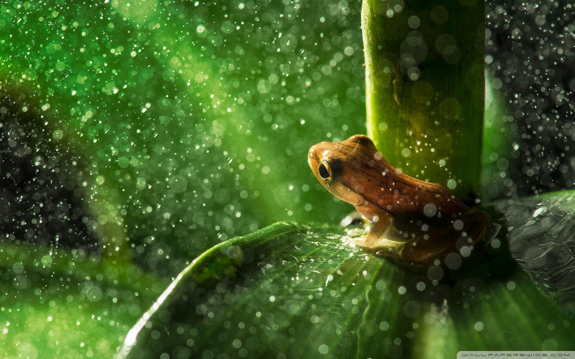 Wide 
 Src Frog Wallpaper Smartphone 
 Data Id - Frog At Rain , HD Wallpaper & Backgrounds