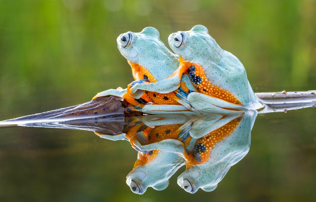 Photo Wallpaper Water, Background, Frog, Frogs - Romantic Frog , HD Wallpaper & Backgrounds